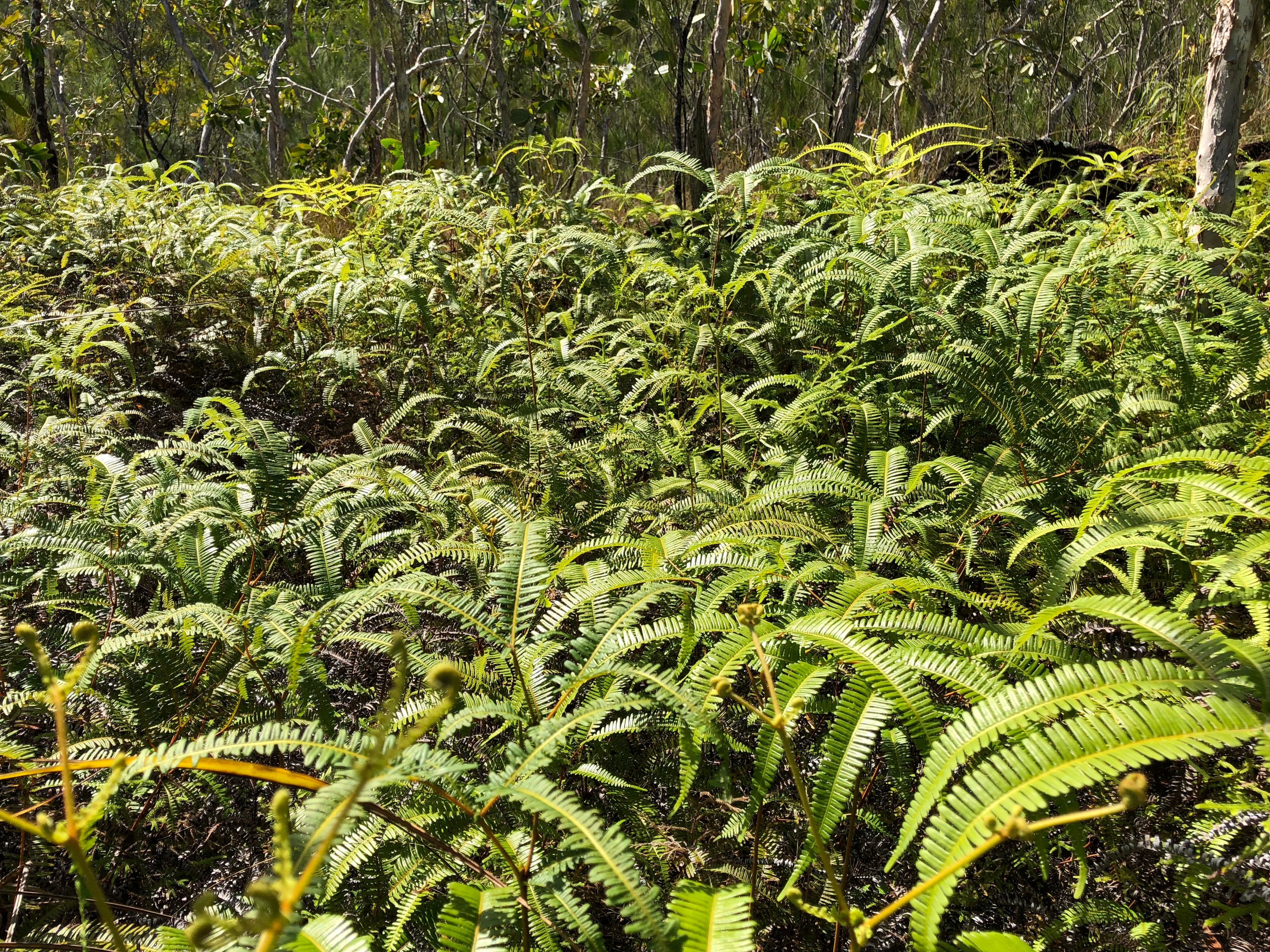 Lot 3 Thornton Peak Drive, Daintree QLD 4873, Daintree - Thumbnail 3
