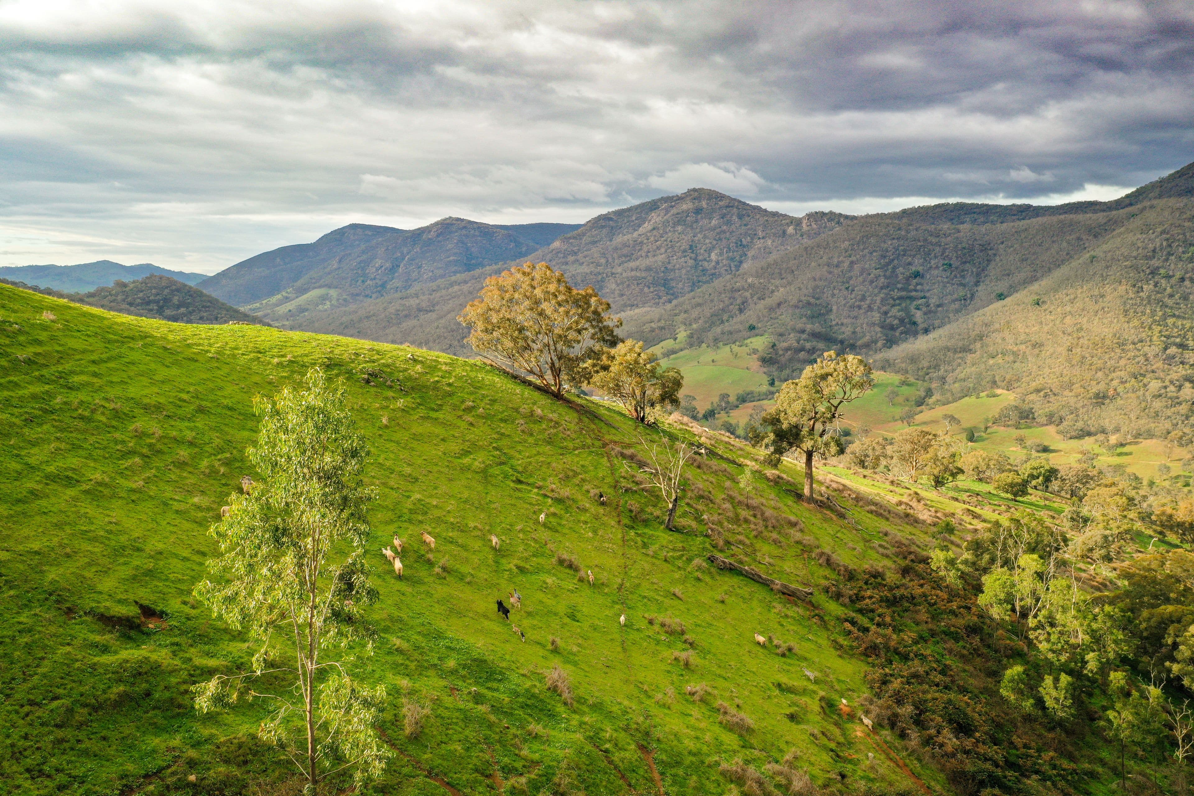 . 'The Barberosa', Jugiong NSW 2726, Jugiong - Thumbnail 8