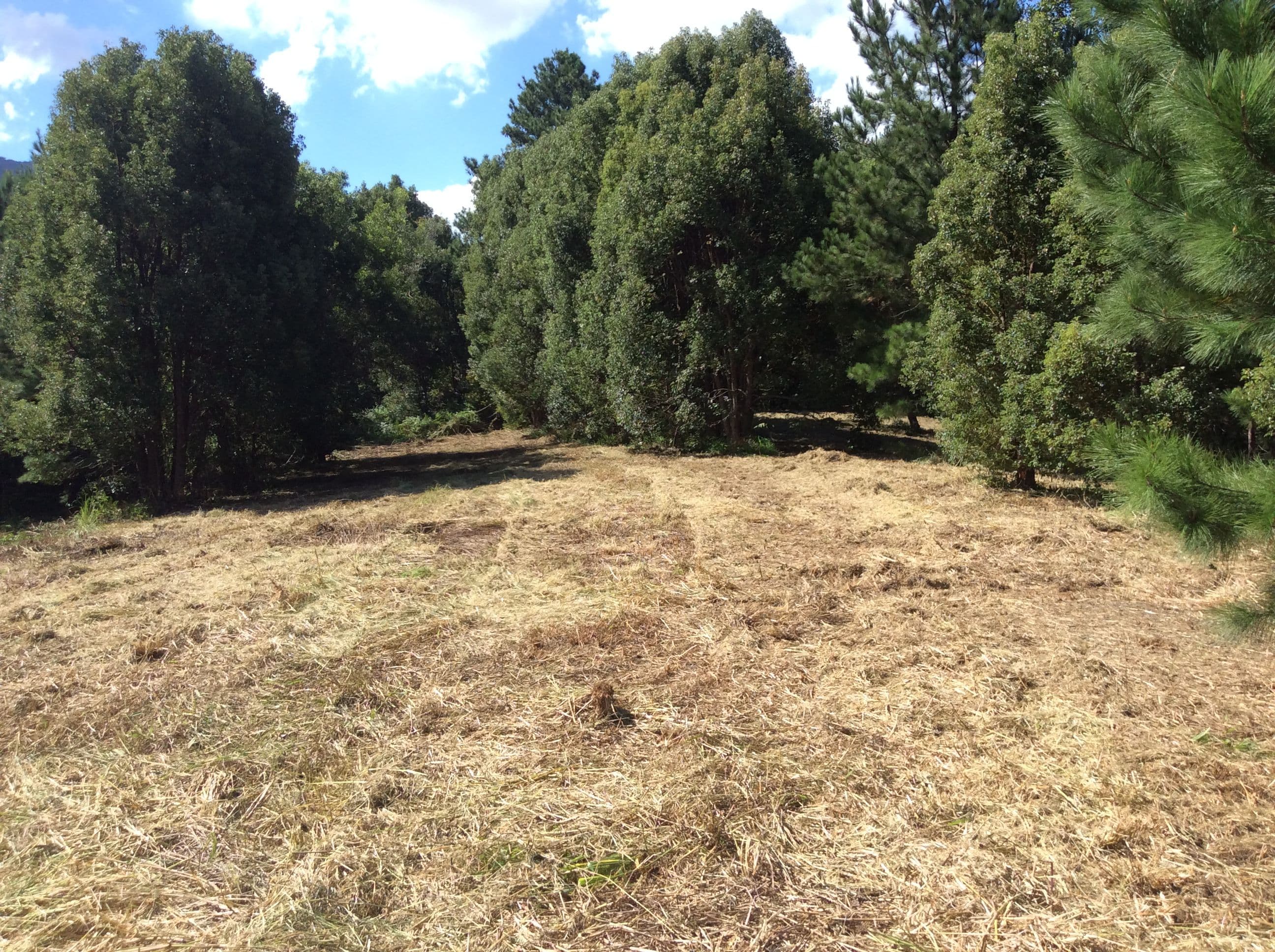50 Eaglehawk Close, Tyalgum NSW 2484, Tyalgum - Thumbnail 5