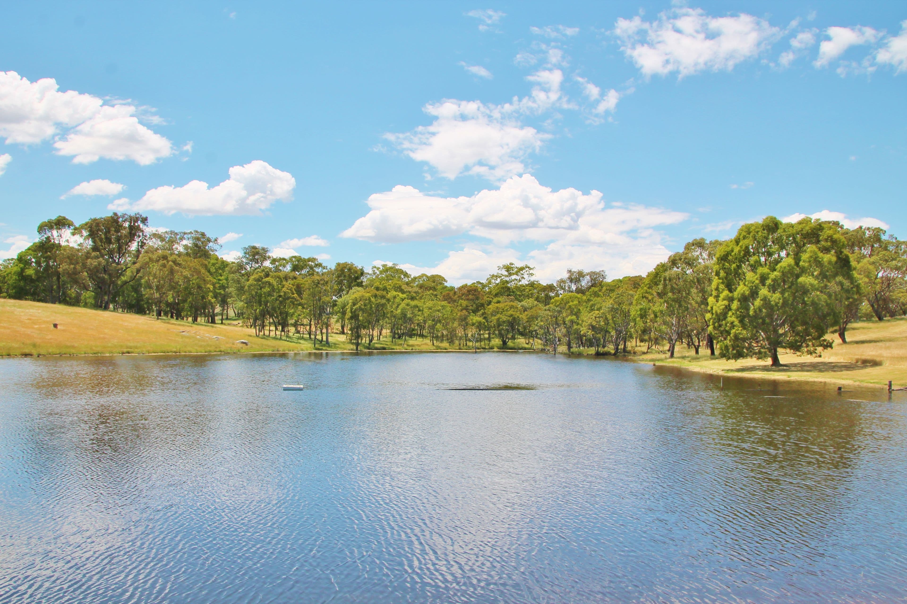 251 Rhodes Road, Young NSW 2594, Young - Thumbnail 2