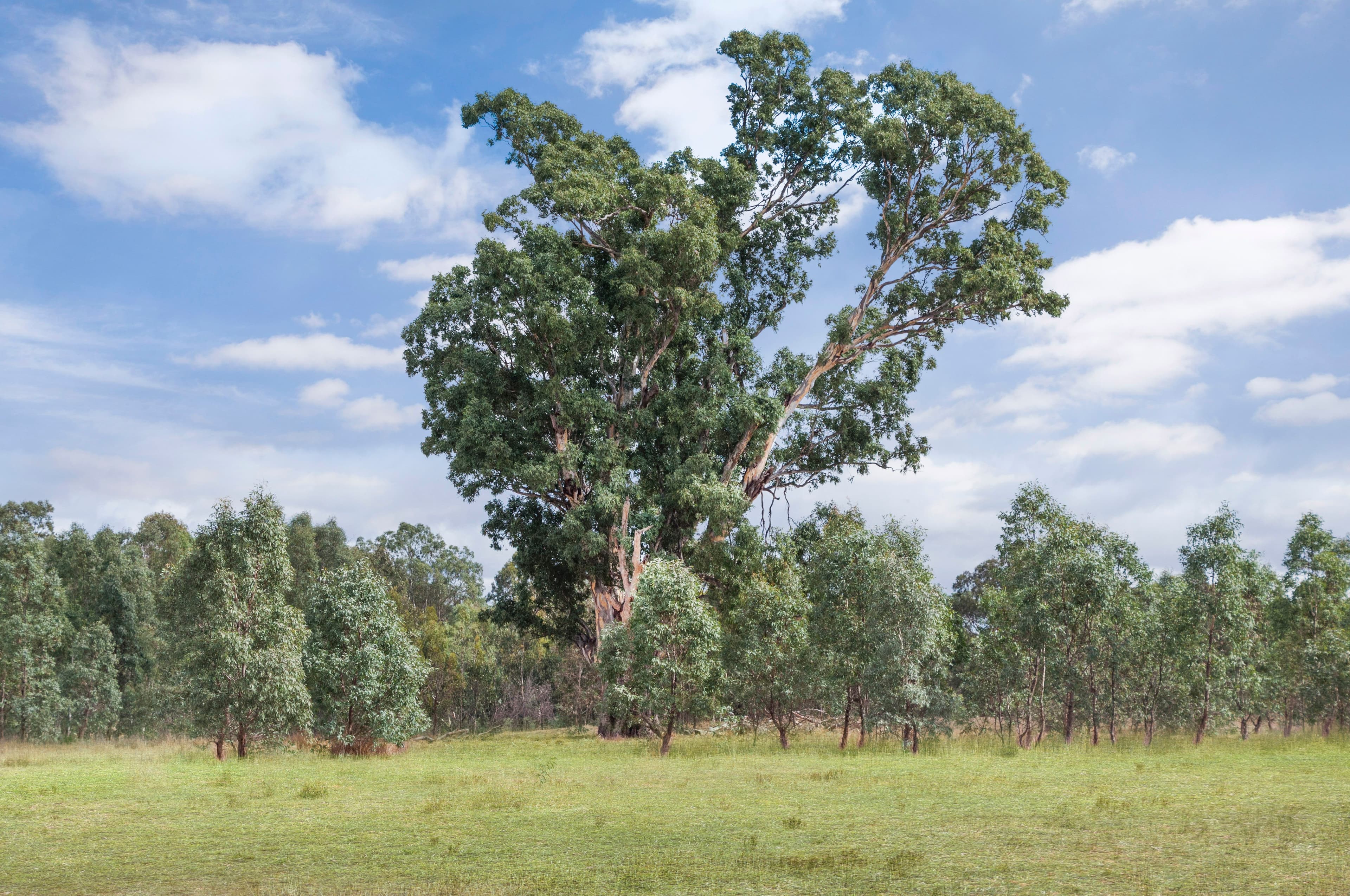 Lot 1 Sunraysia Highway, REDBANK  Victoria  3477, Australia, Redbank - Thumbnail 8
