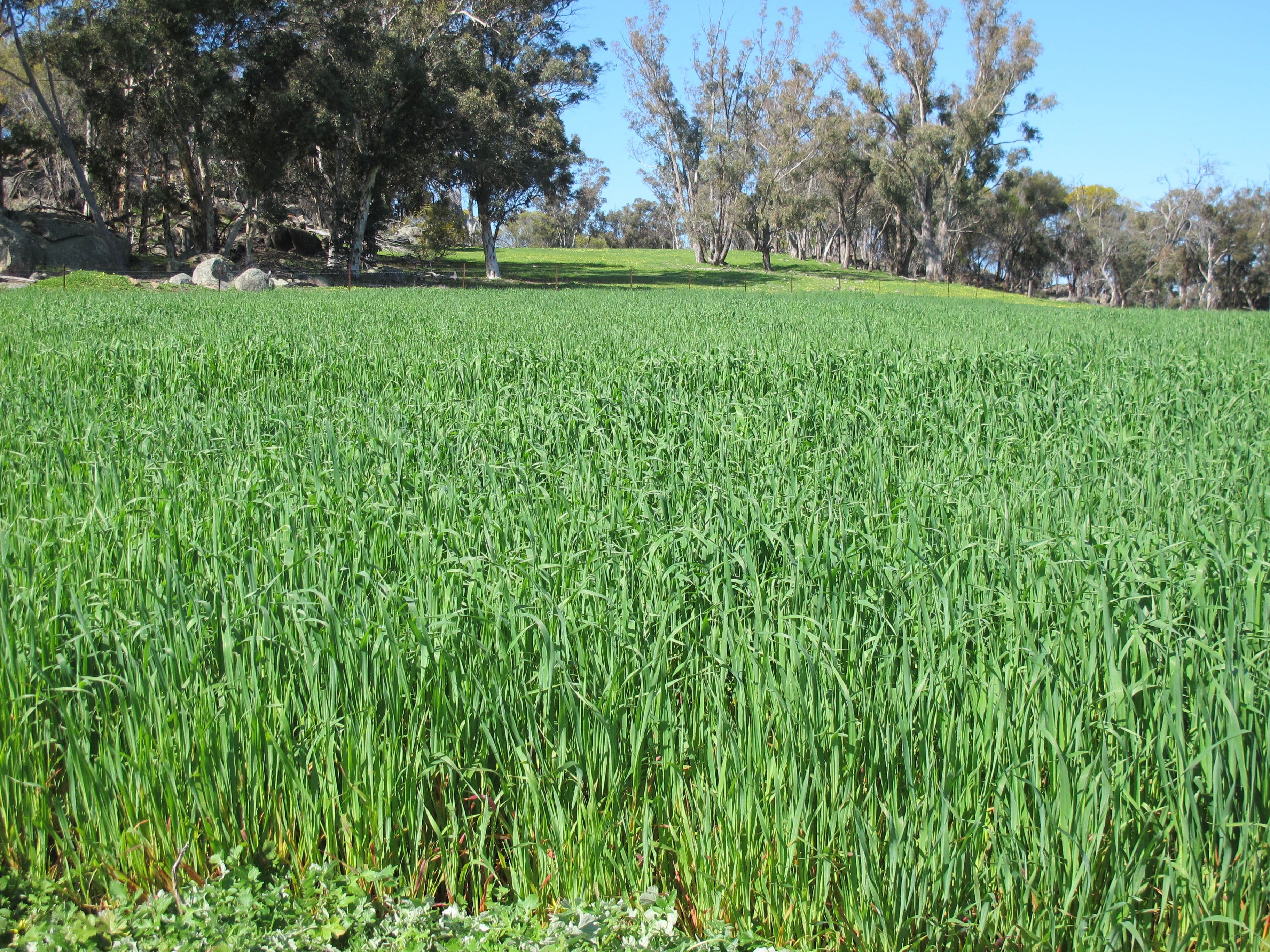 Springbank Farm, Julimar Road, Toodyay WA 6566, Toodyay - Thumbnail 5