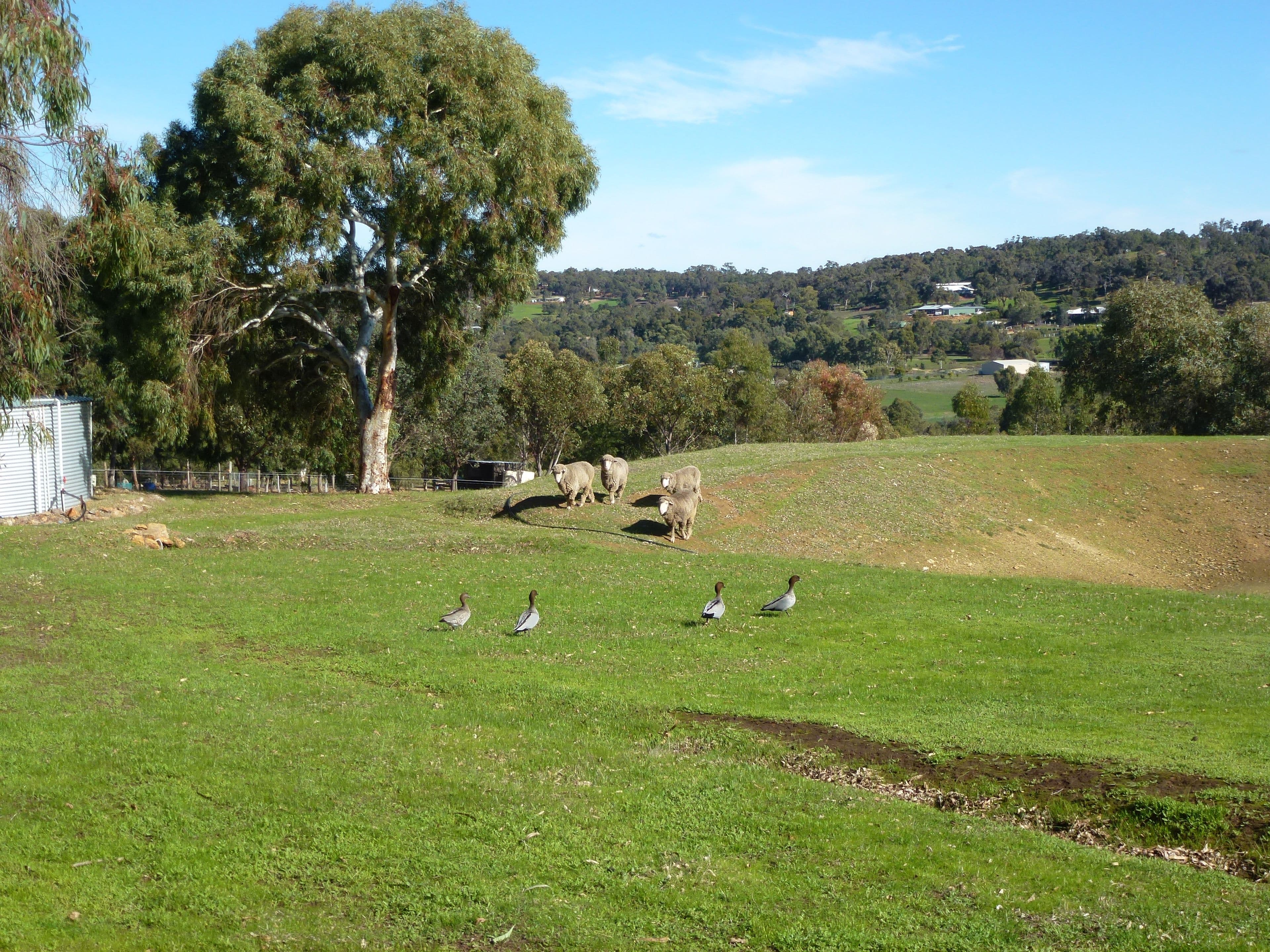 75 Fraser Road, Bullsbrook WA 6084, Bullsbrook - Thumbnail 5