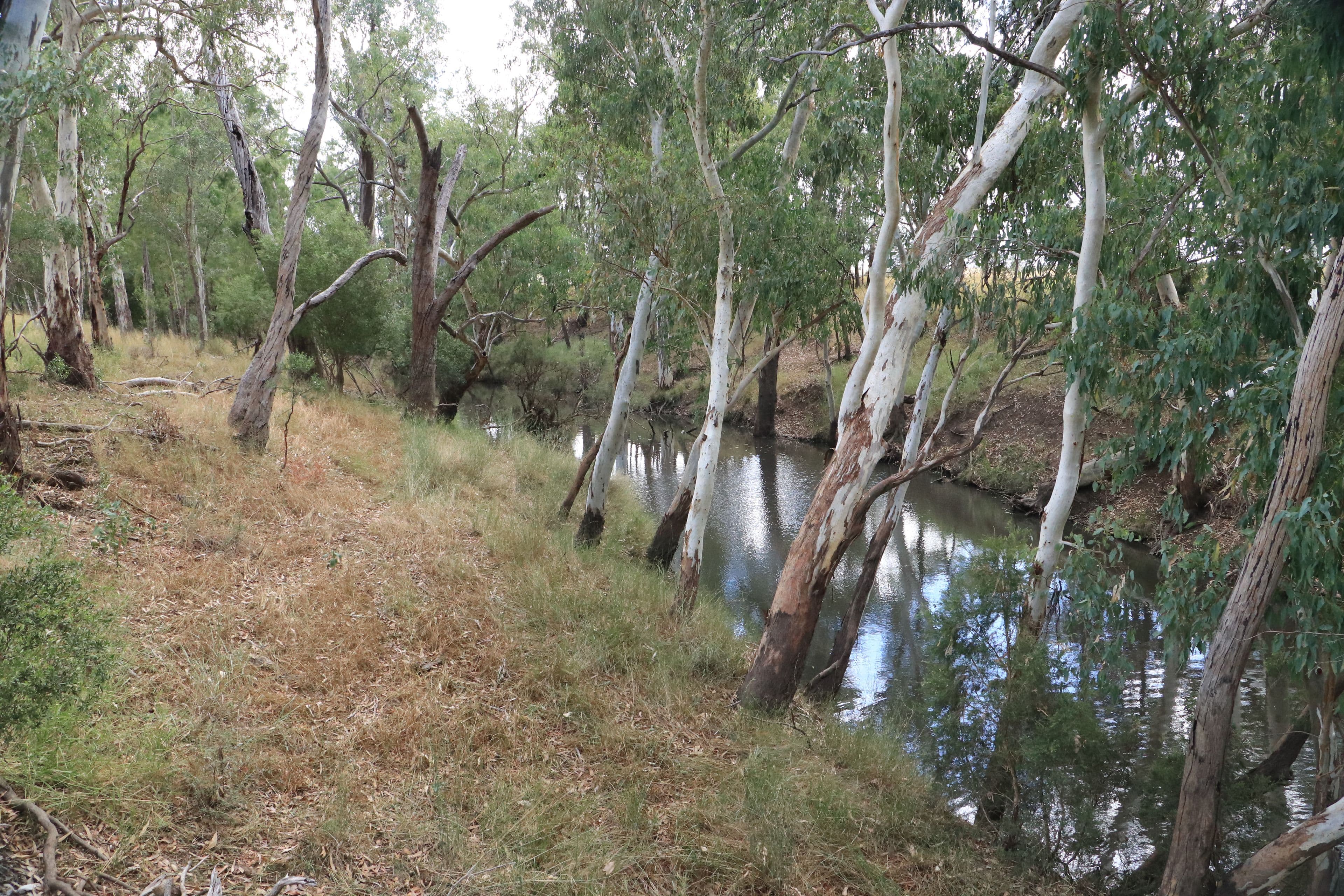 445 Six Mile Road, Roma QLD 4455, Roma - Thumbnail 8