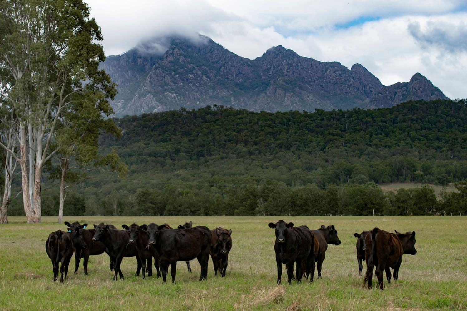 821 Upper Logan Road, Mount Barney QLD 4287, Mount Barney - Thumbnail 4