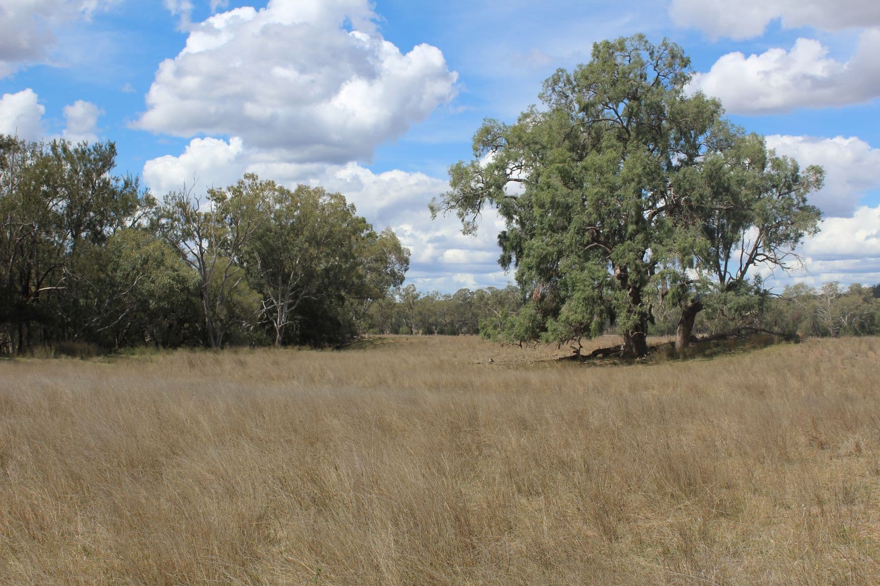 " Berrigal Farm", Bellata NSW 2397, Bellata - Image 1