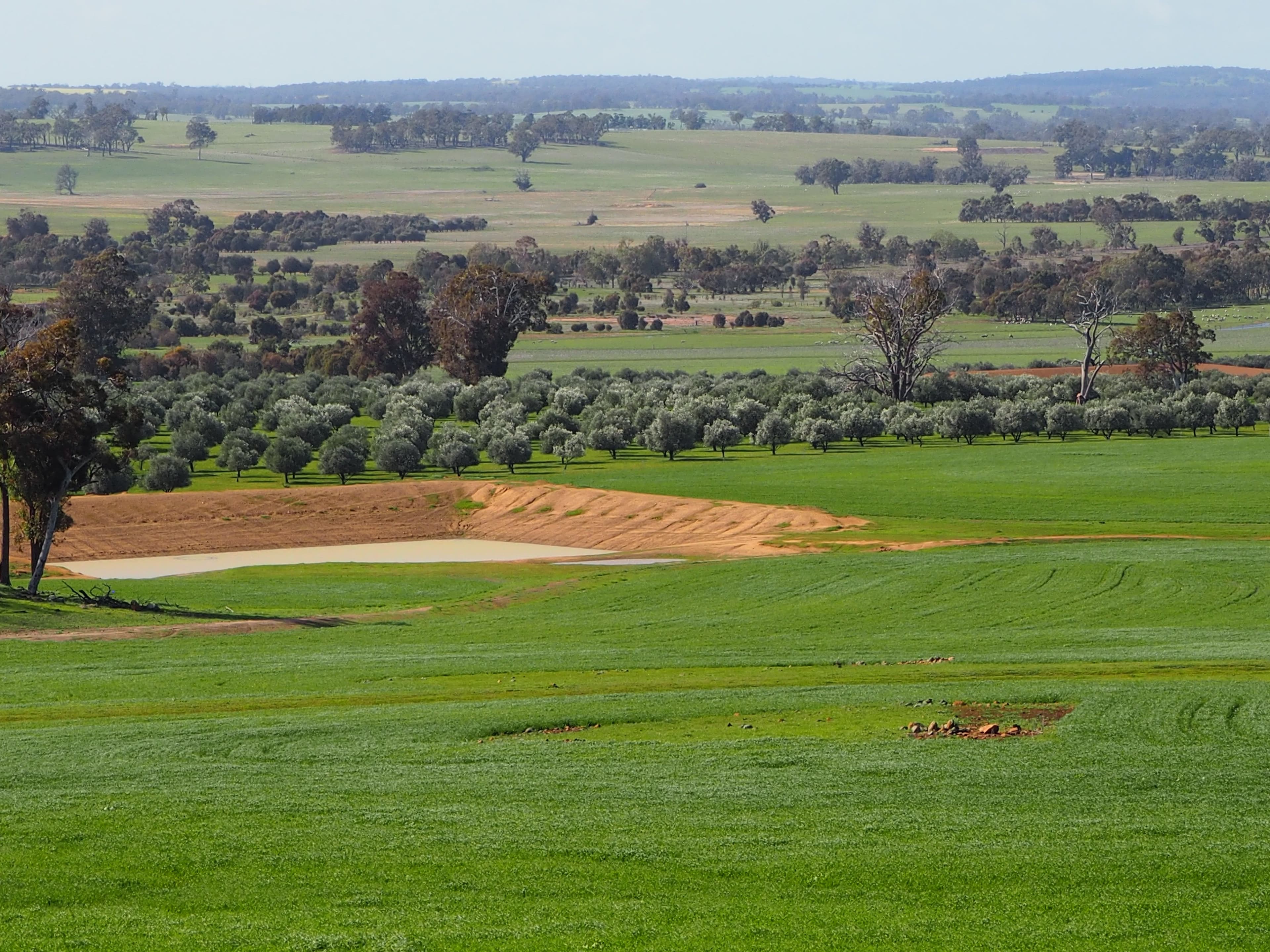 Tarwilli Collie-Changerup Road, Kojonup WA 6395, Kojonup - Image 1