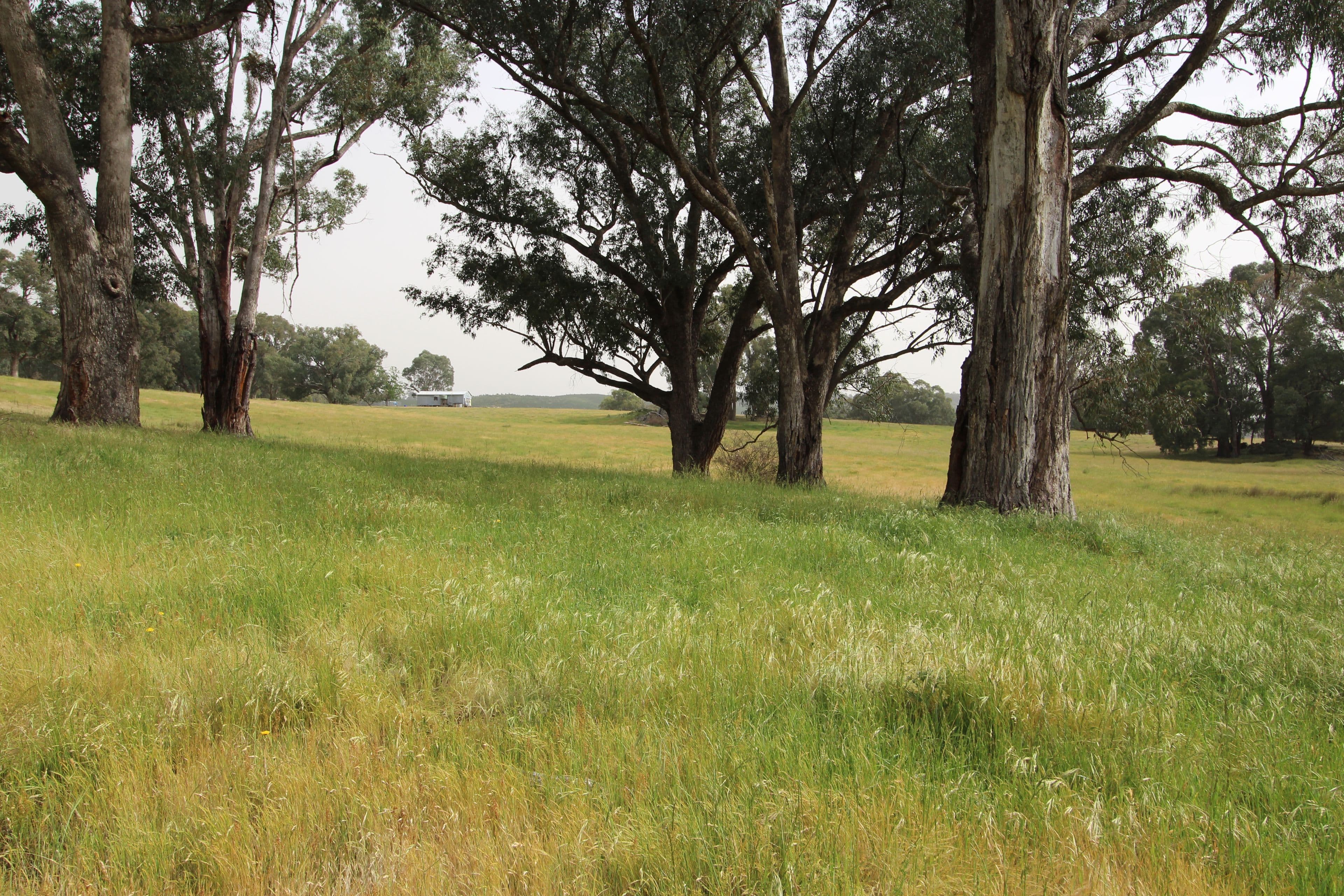 1126 Munderoo Road, Munderoo NSW 2653, Munderoo - Image 1