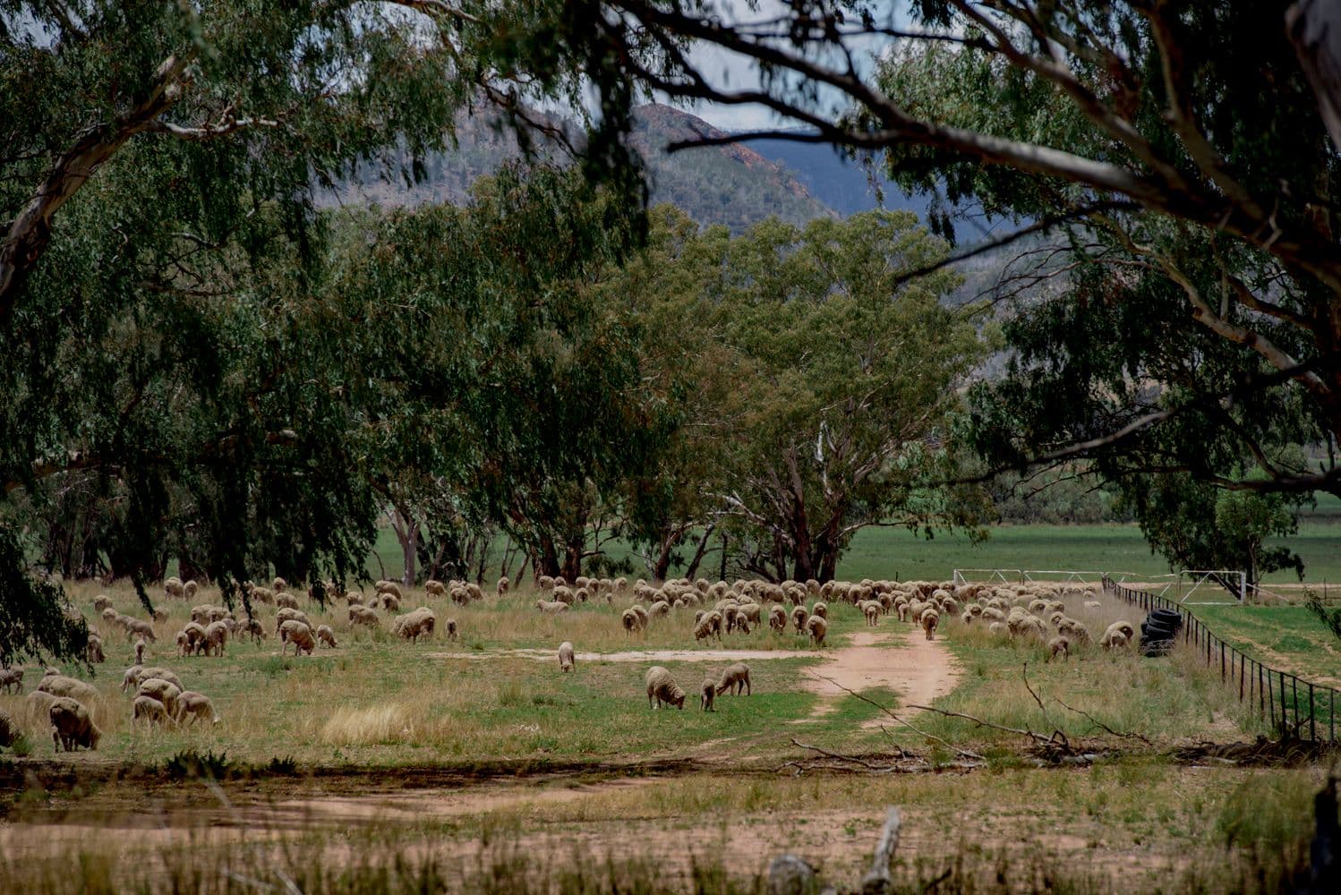 ' CARLTON', Coonabarabran NSW 2357, Coonabarabran - Thumbnail 7