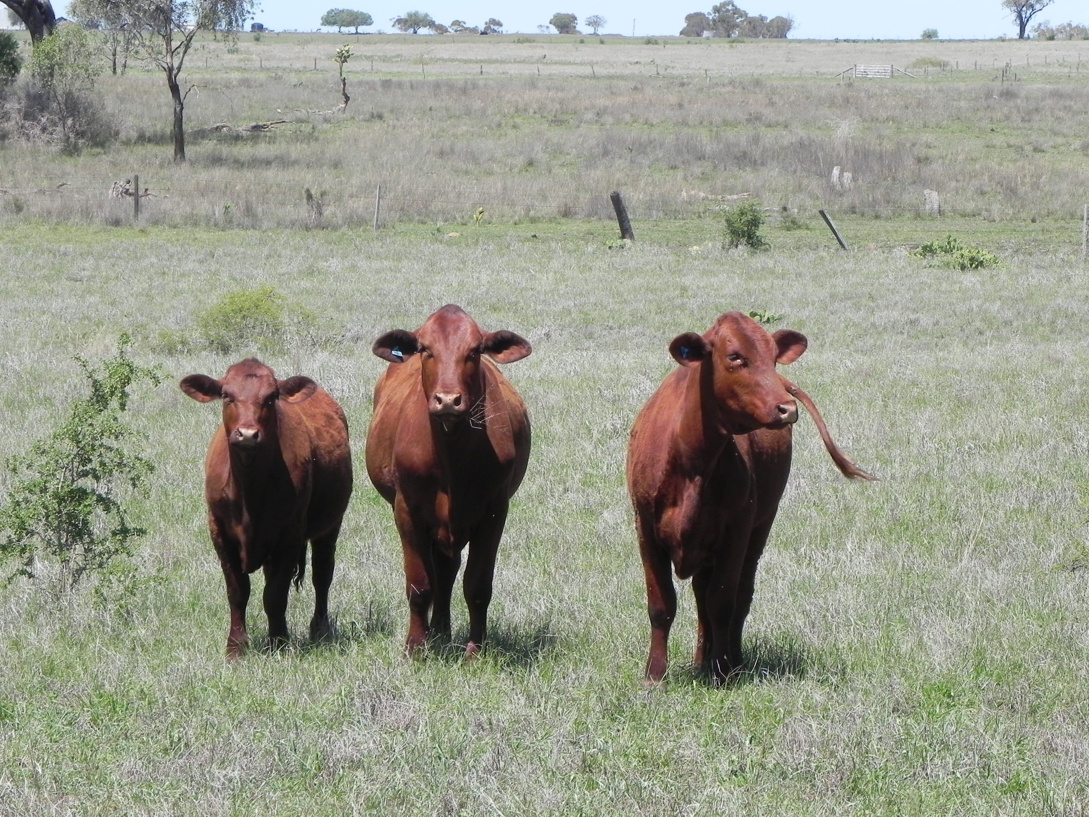 0 F Drews Road, Biddeston QLD 4401, Biddeston - Thumbnail 4