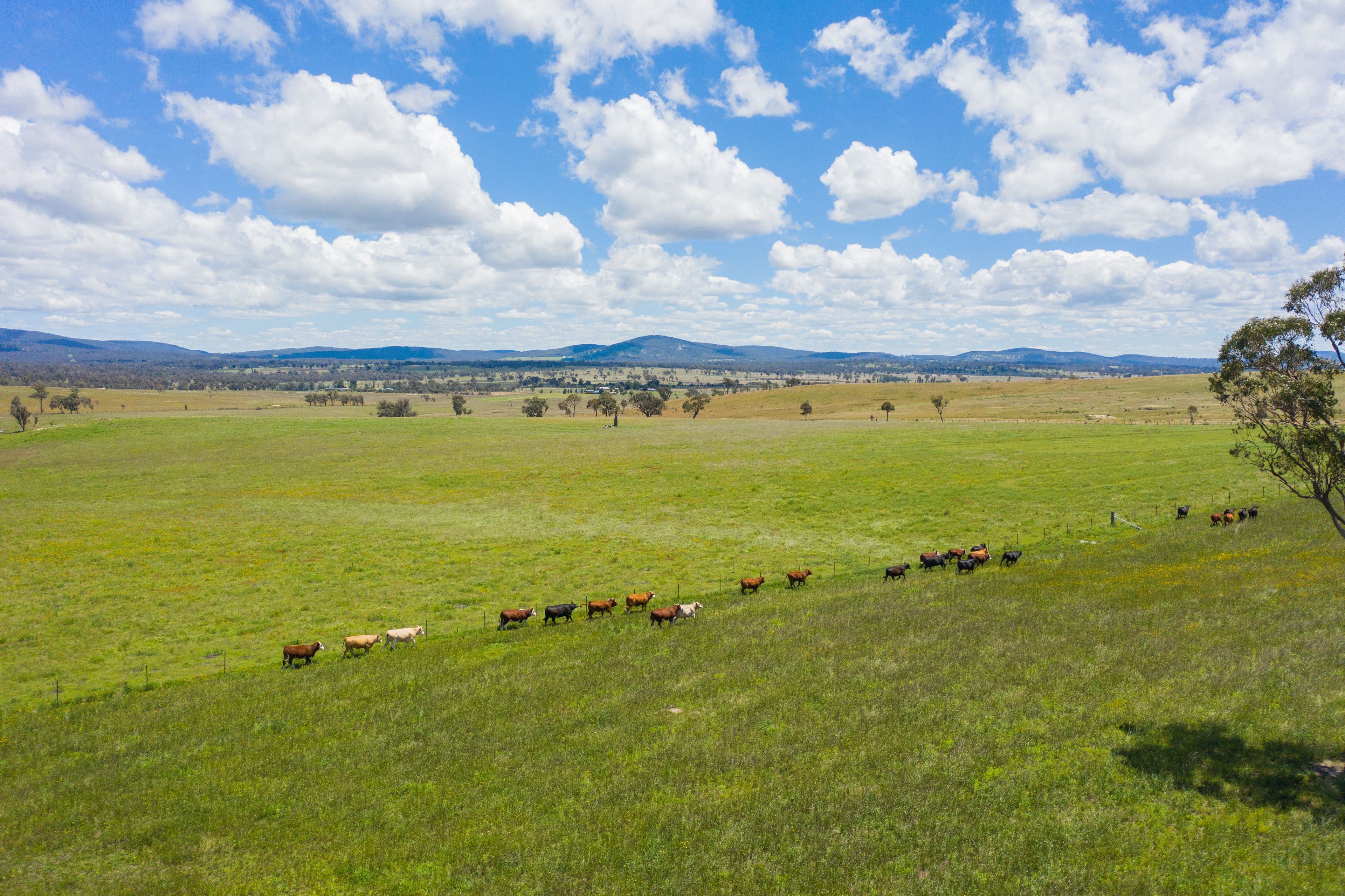 161 Nine Mile Road, Dundee NSW 2370, Dundee - Thumbnail 4