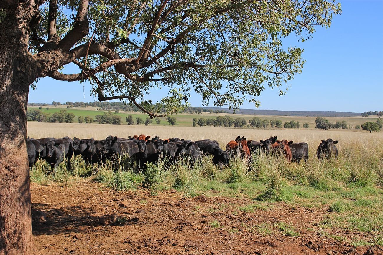 Coonabarabran NSW 2357, Coonabarabran - Thumbnail 7