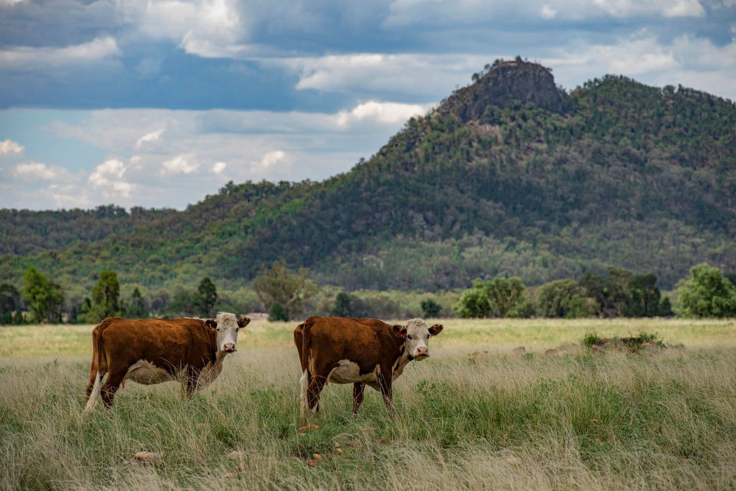 ' CARLTON', Coonabarabran NSW 2357, Coonabarabran - Thumbnail 4