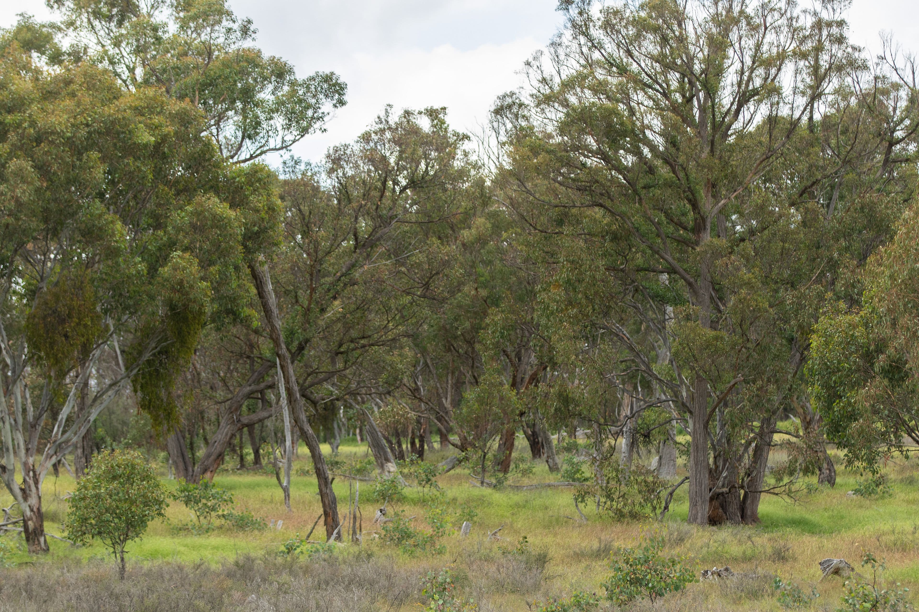 755 Junction Road, Tenterden NSW 2365, Tenterden - Thumbnail 8