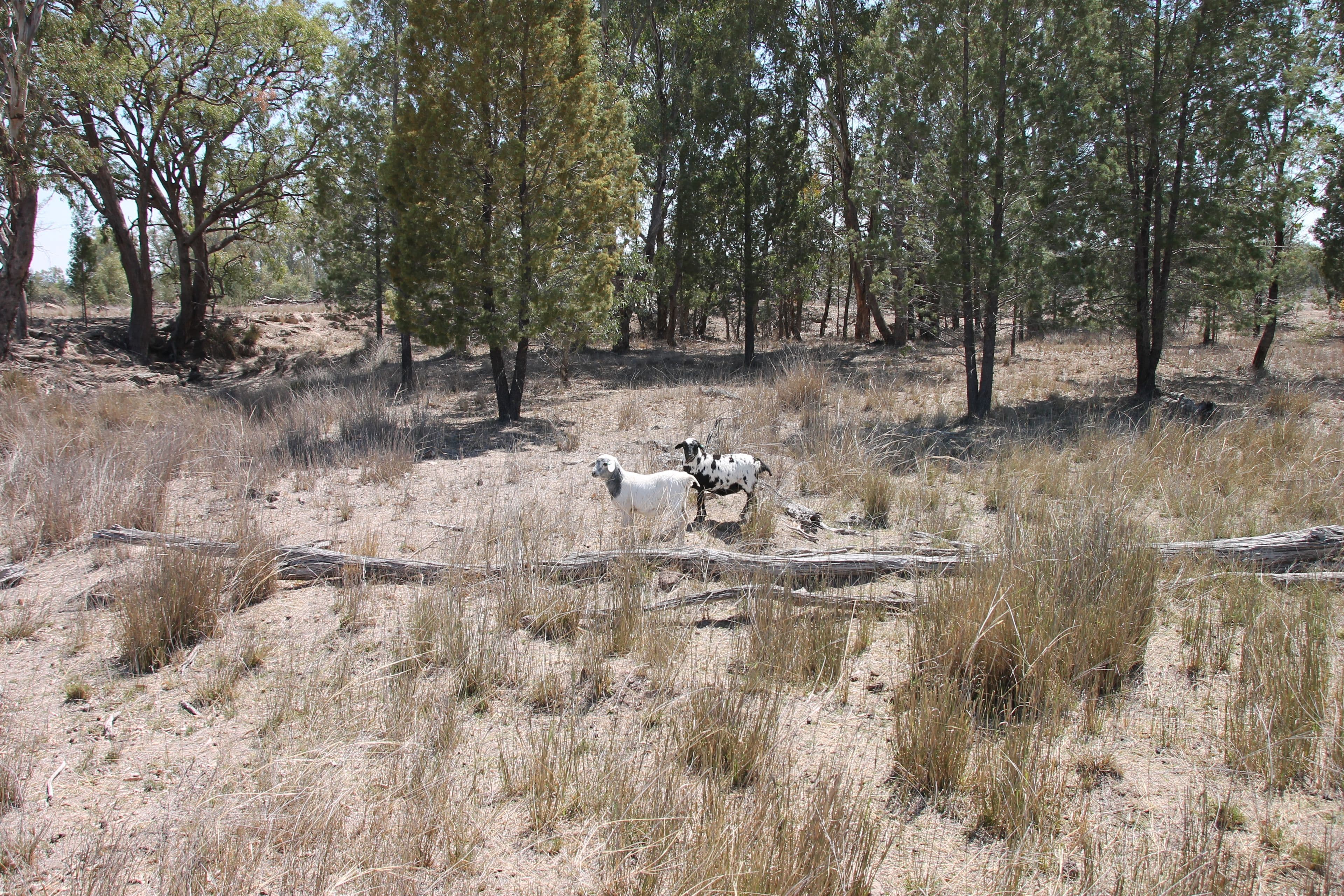 GREENUP QLD 4387, Greenup - Thumbnail 3