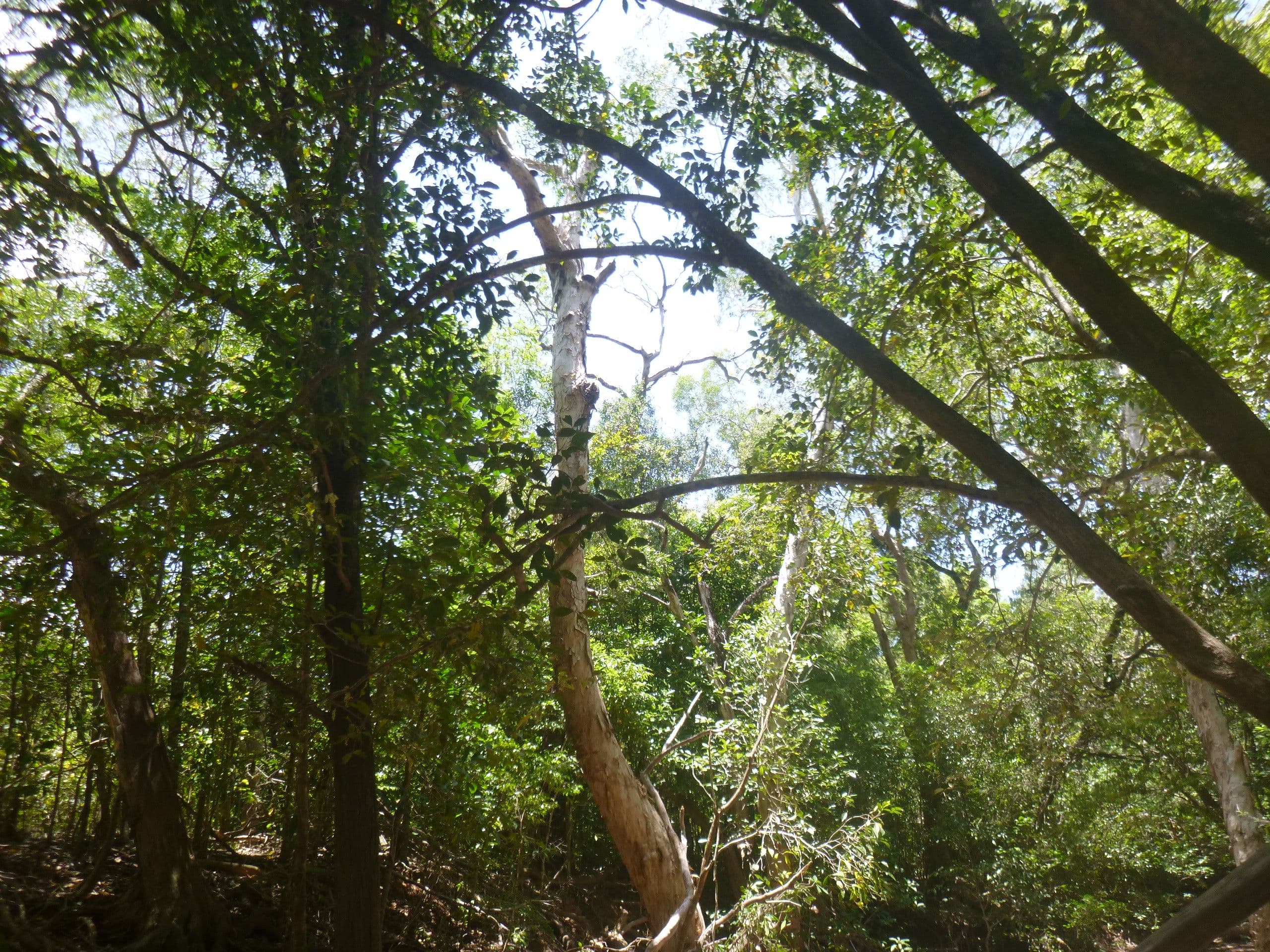 Lot 56 Solander Road, Cooktown QLD 4895, Cooktown - Thumbnail 5