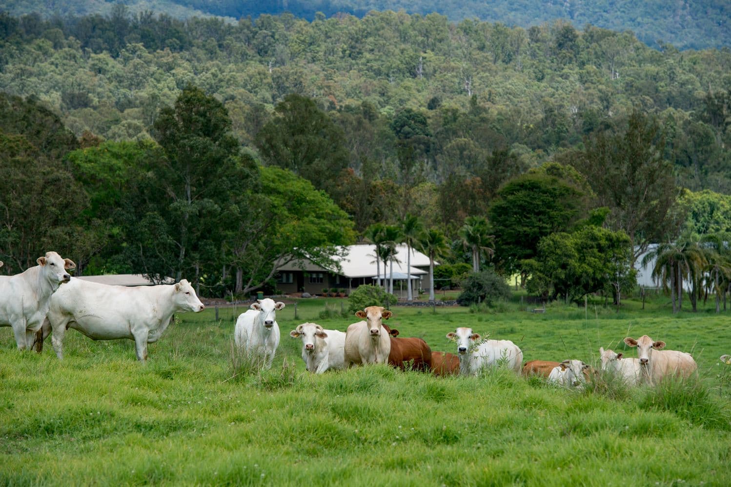536 Aherns Road, Conondale QLD 4552, Conondale - Thumbnail 4
