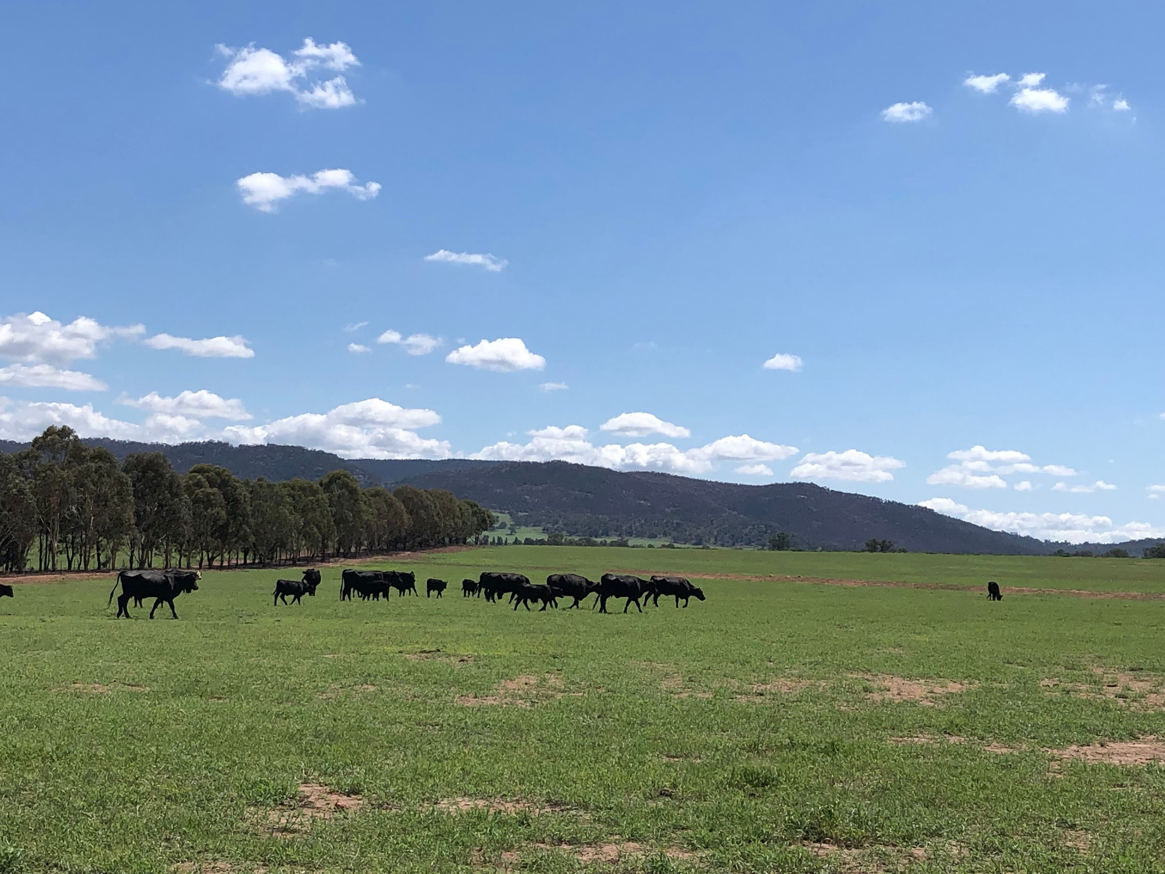 Eugowra NSW 2806, Eugowra - Thumbnail 6