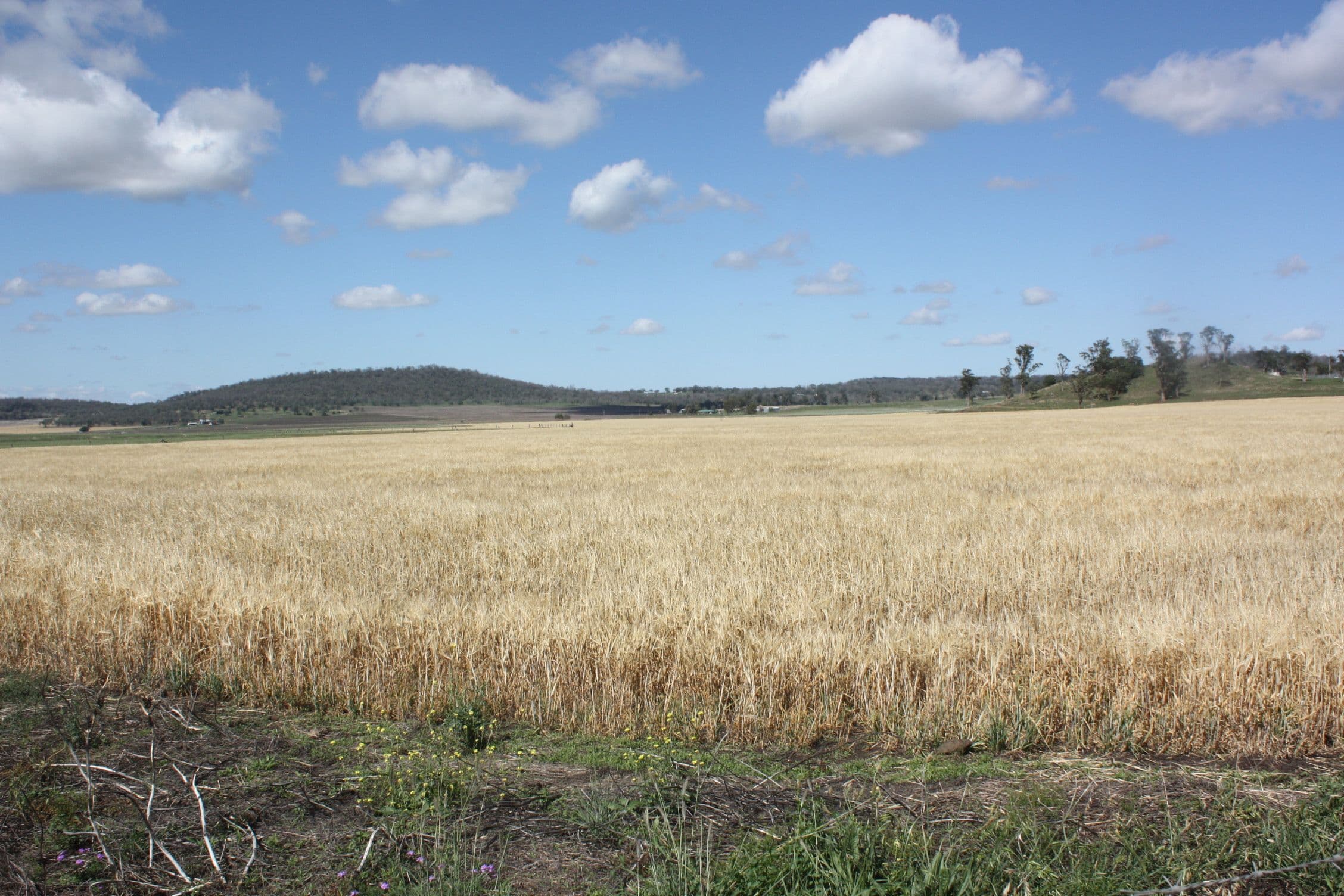 0 Richardson Road, Southbrook QLD 4363, Southbrook - Thumbnail 2