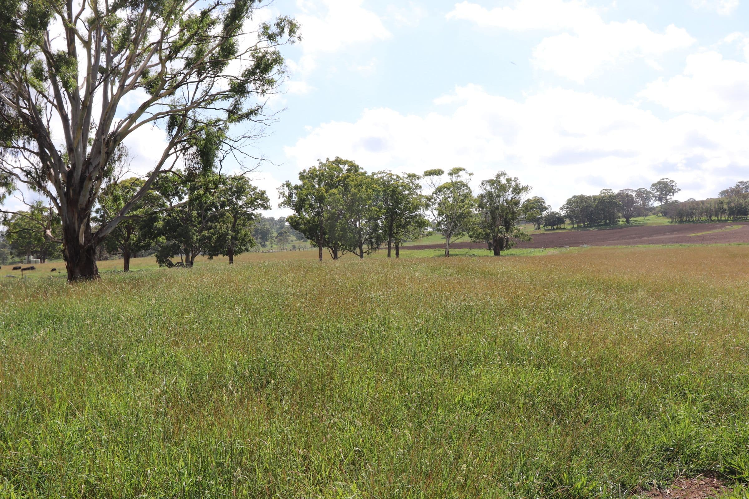 290 Blue Hills Road, Glen Innes NSW 2370, Glen Innes - Thumbnail 3