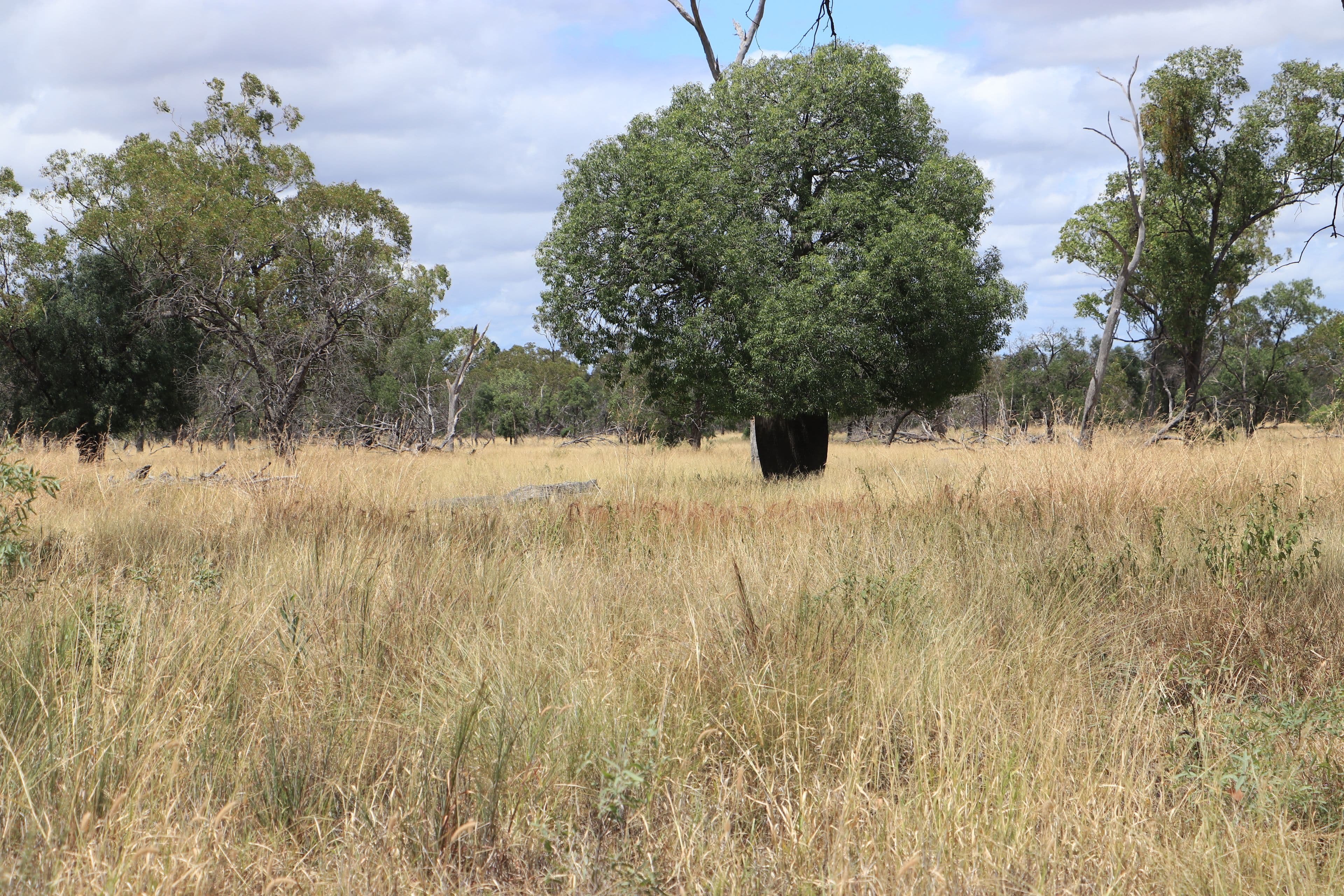 445 Six Mile Road, Roma QLD 4455, Roma - Thumbnail 6