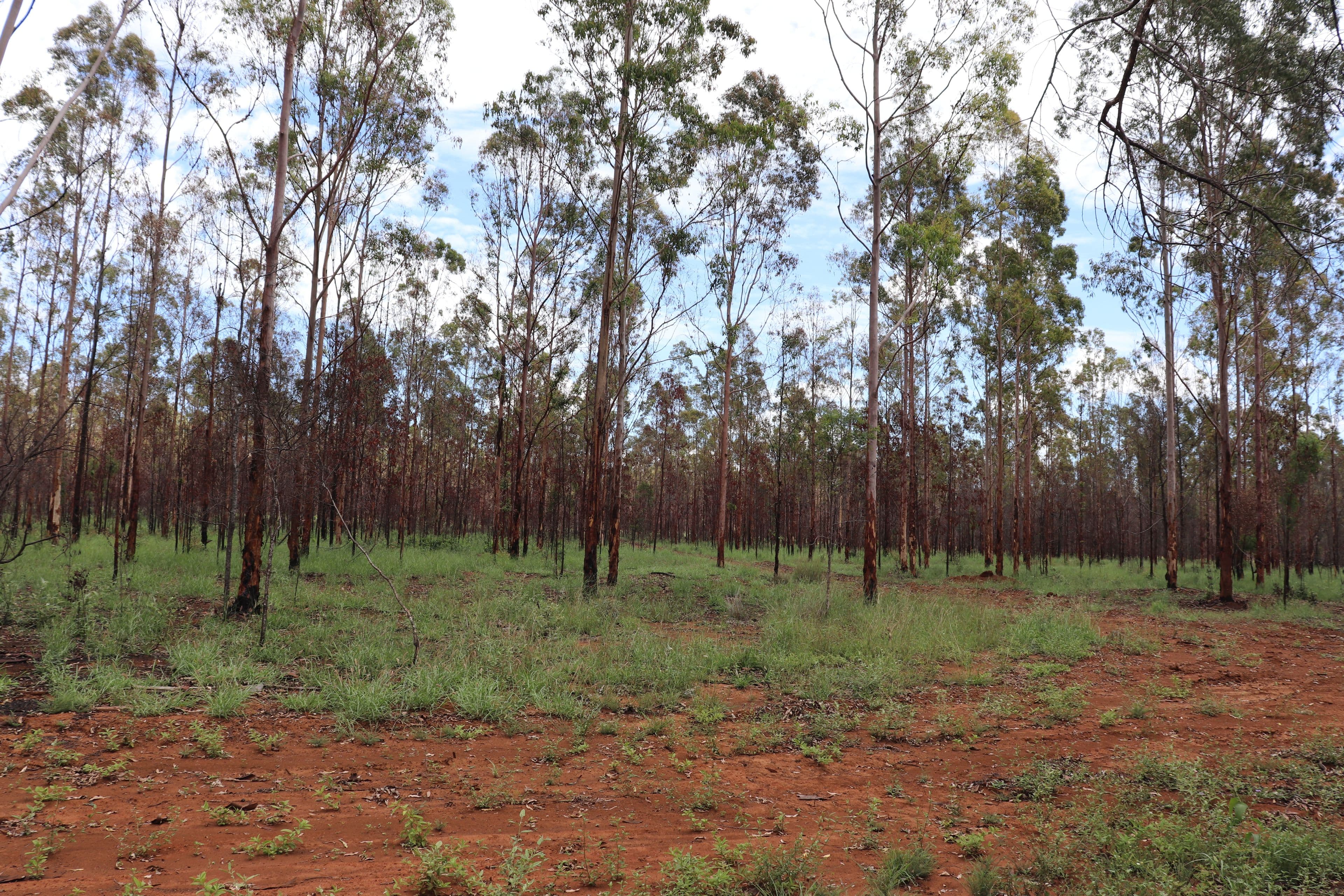 Mathisen Off Humphrey-Binjour Road, Binjour QLD 4625, Binjour - Thumbnail 6