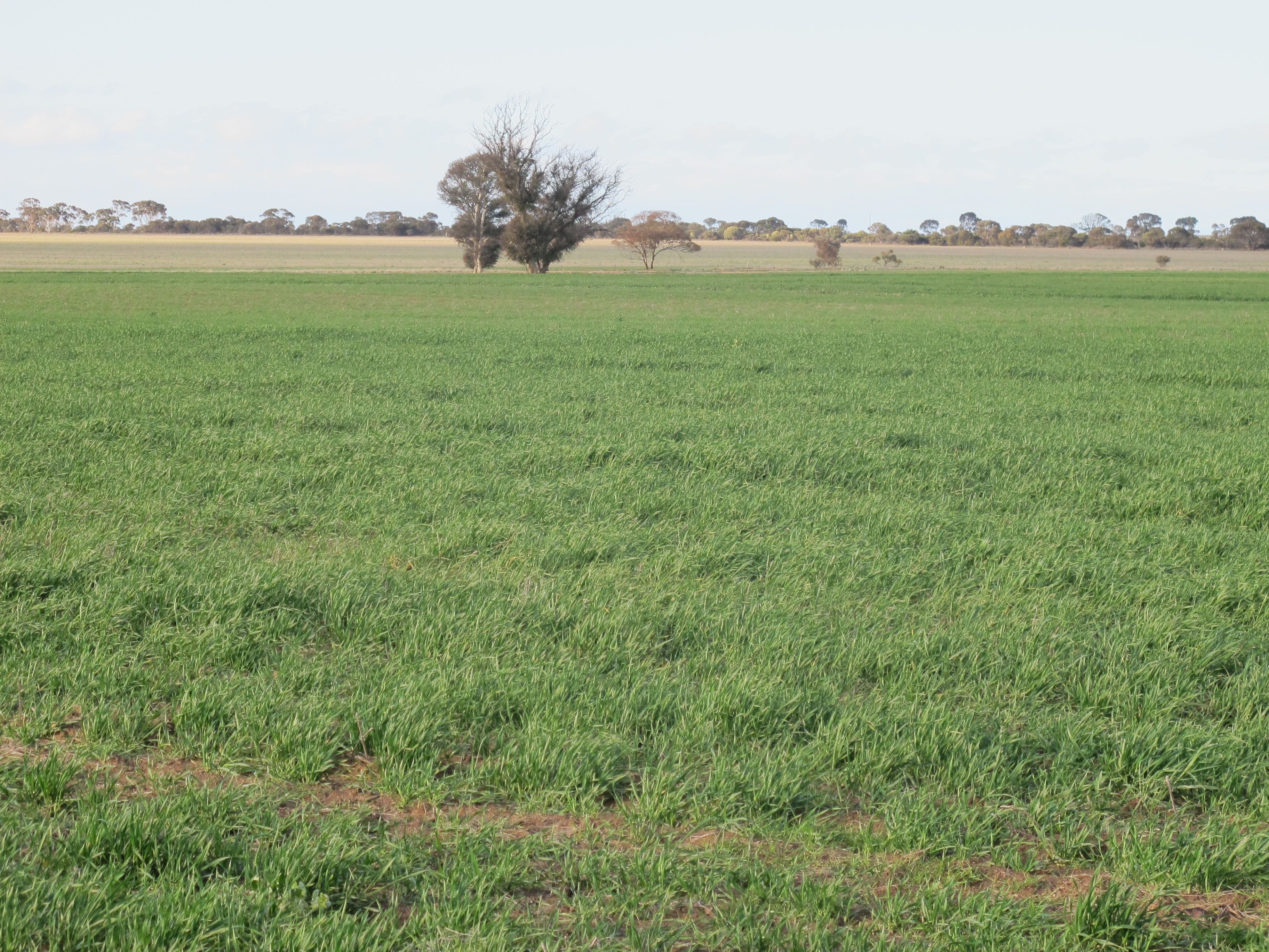 Hyland Park, Dixon Road, NAREMBEEN WA 6369, Narembeen - Thumbnail 2