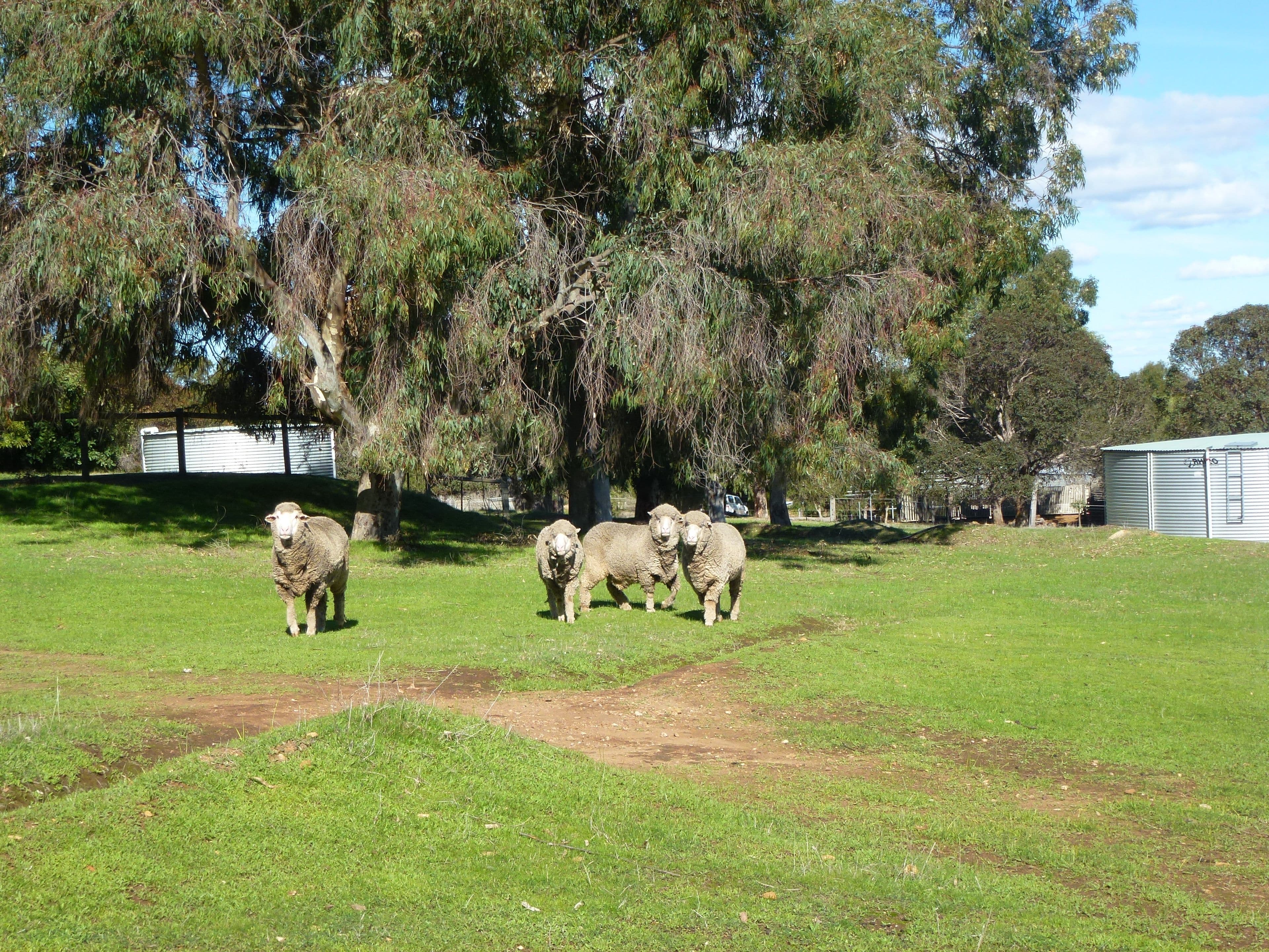 75 Fraser Road, Bullsbrook WA 6084, Bullsbrook - Image 1