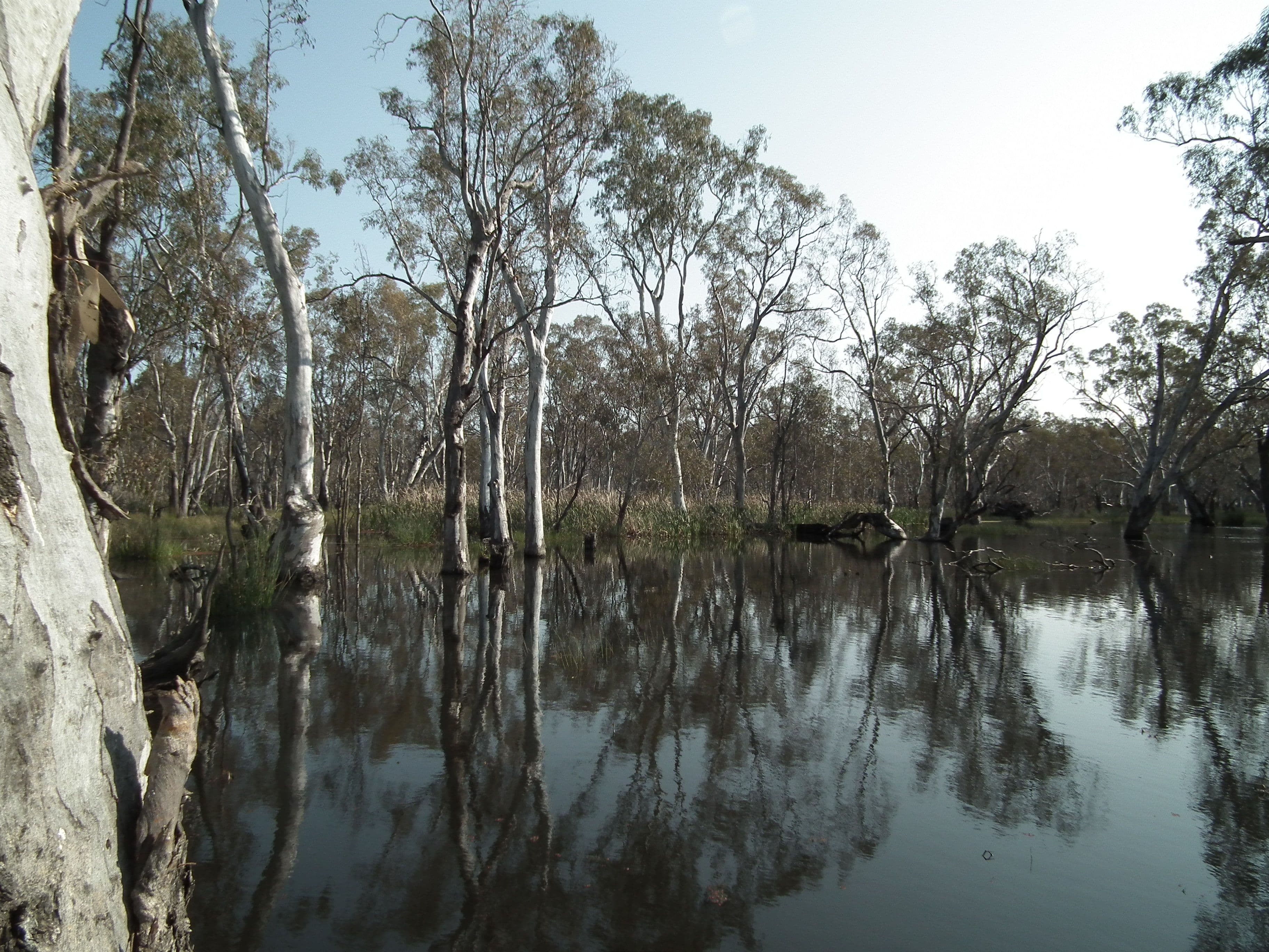 "Buffalo" Buffalo Swamp Road, Kirwans Bridge VIC 3608, Kirwans Bridge - Thumbnail 6