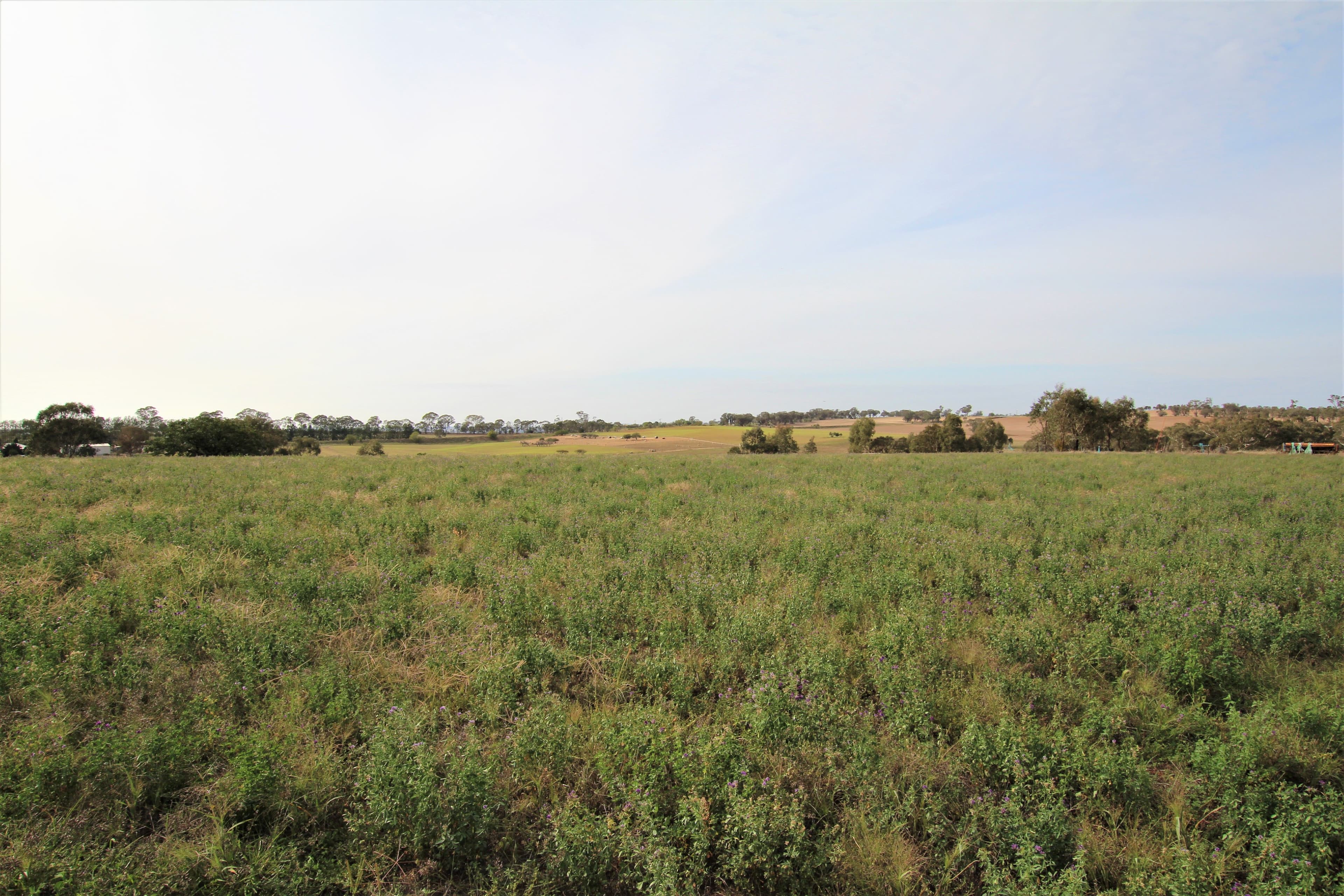 93 Prunevale Road Kingsvale, Young NSW 2594, Young - Thumbnail 5