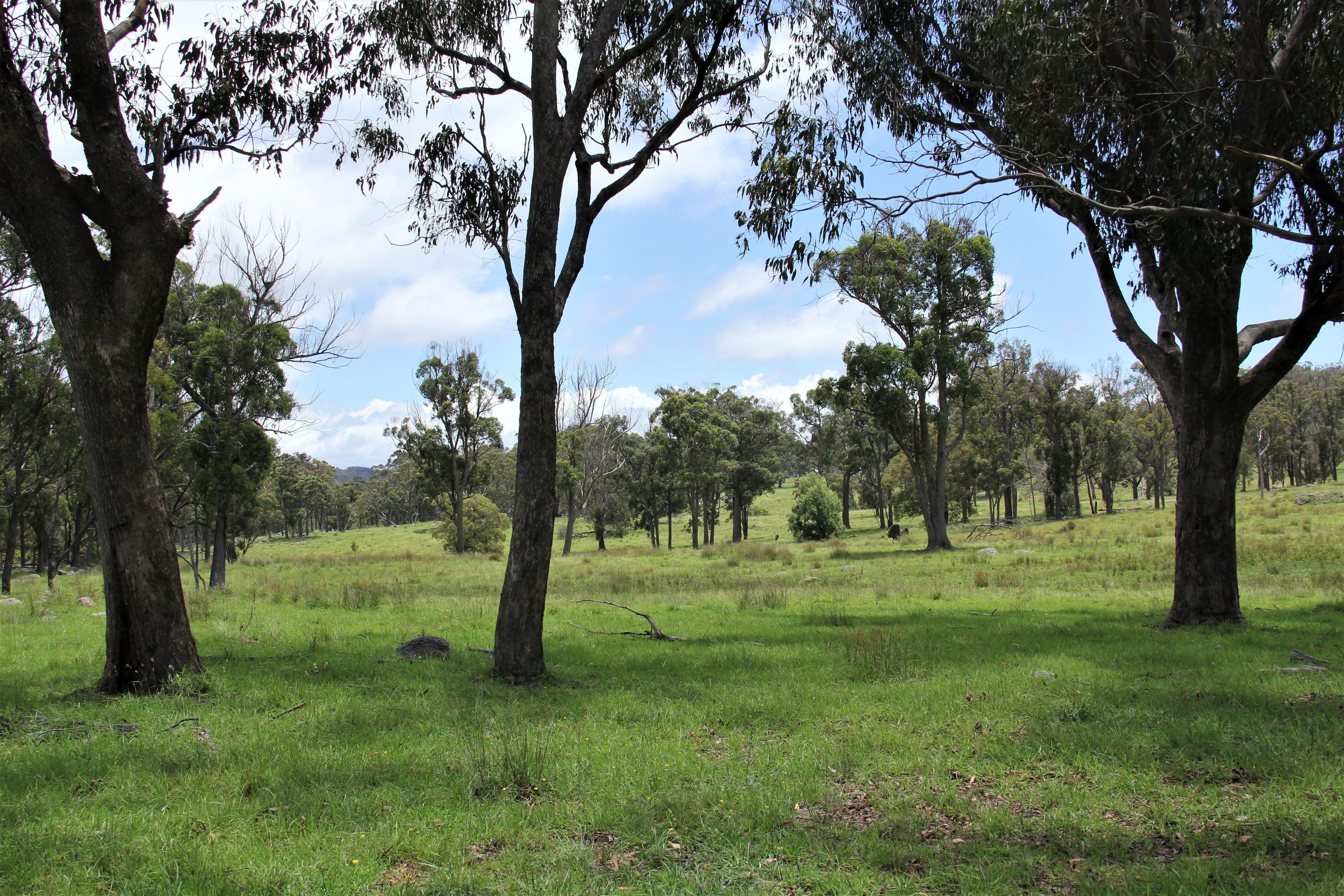 170 Bungulla Road, Tenterfield NSW 2372, Tenterfield - Thumbnail 7