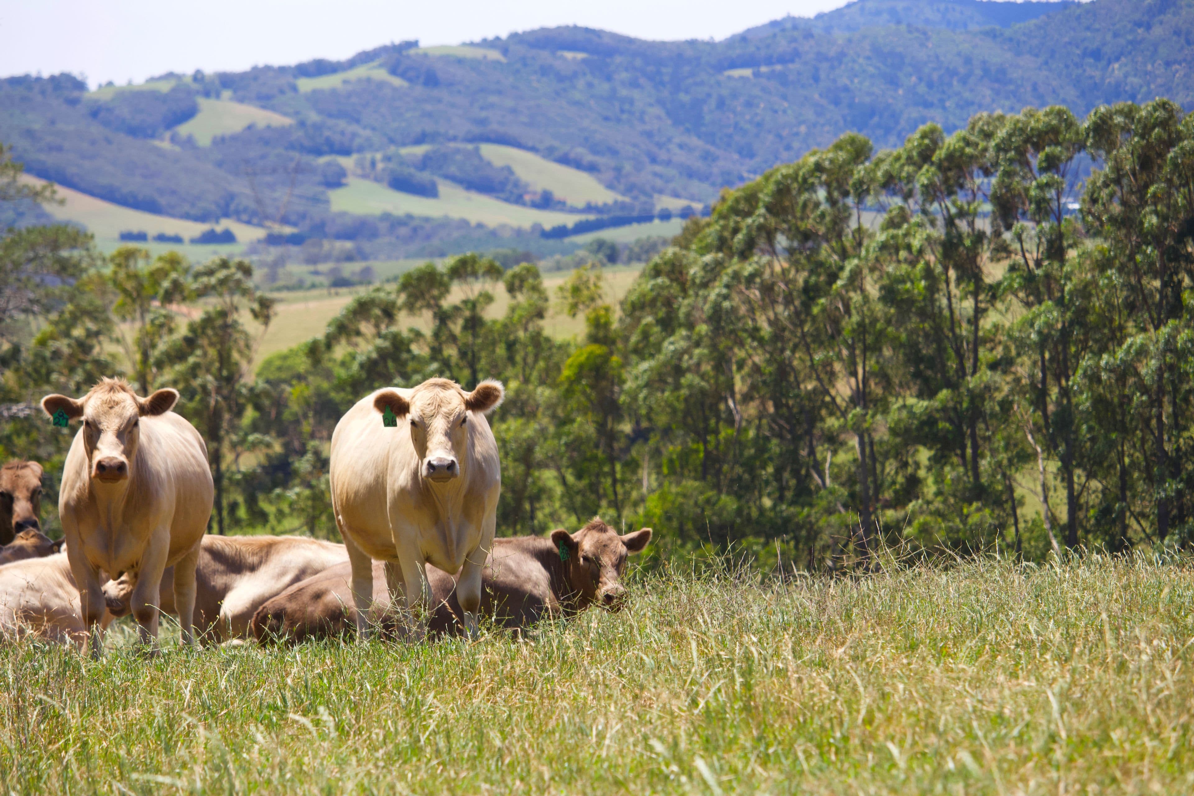 Dorrigo NSW 2453, Dorrigo - Thumbnail 5