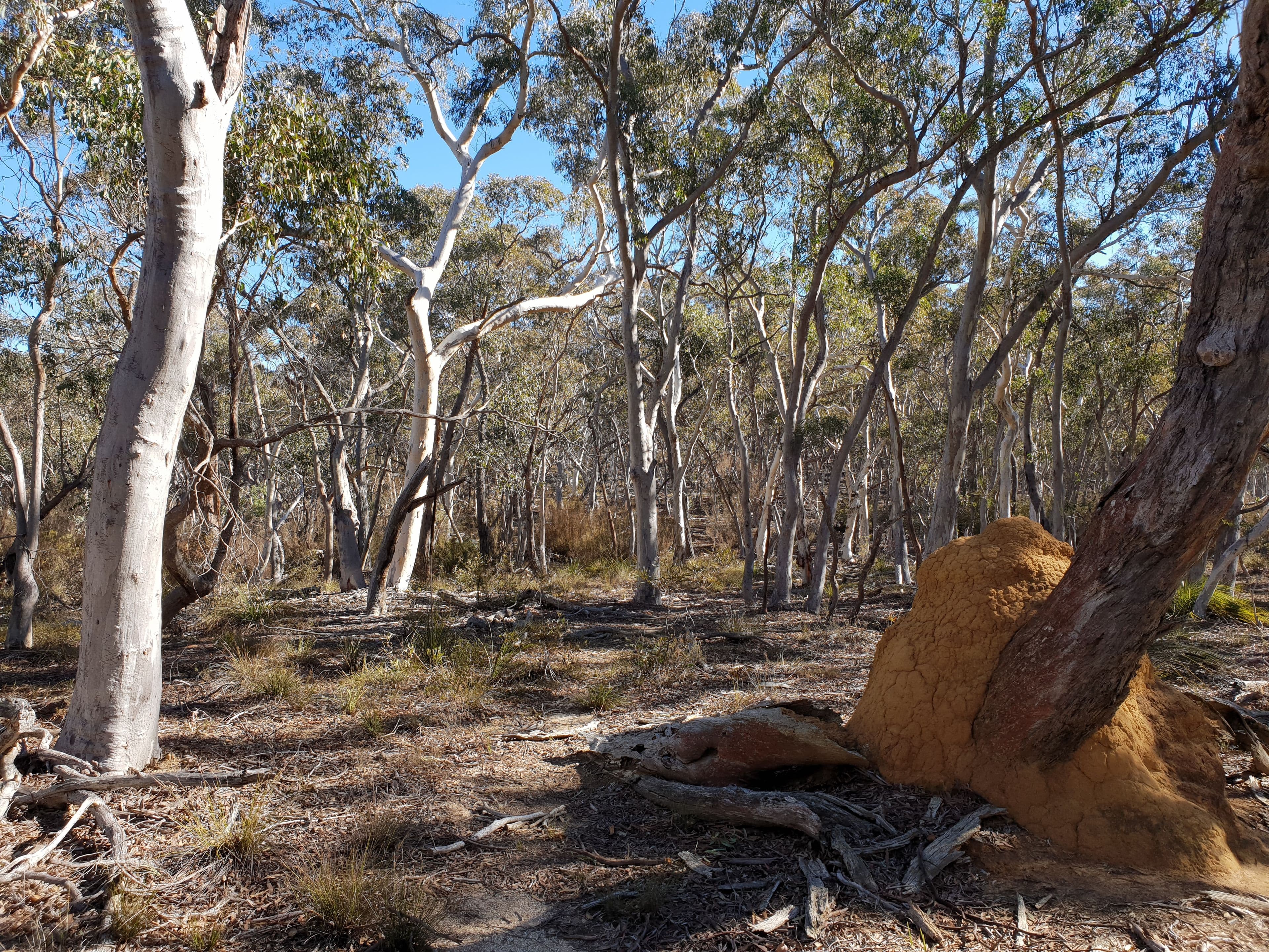 67 Stewarts Crossing Road, Braidwood NSW 2622, Braidwood - Thumbnail 7
