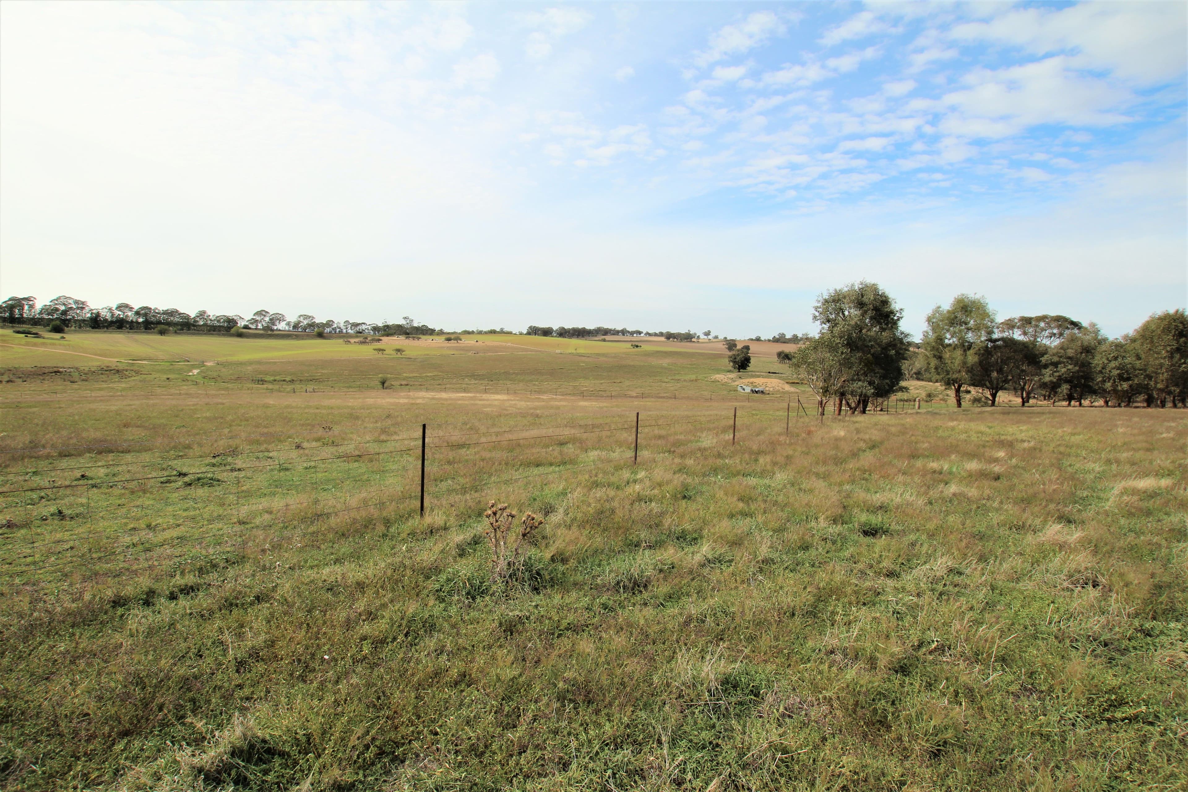 93 Prunevale Road Kingsvale, Young NSW 2594, Young - Thumbnail 7