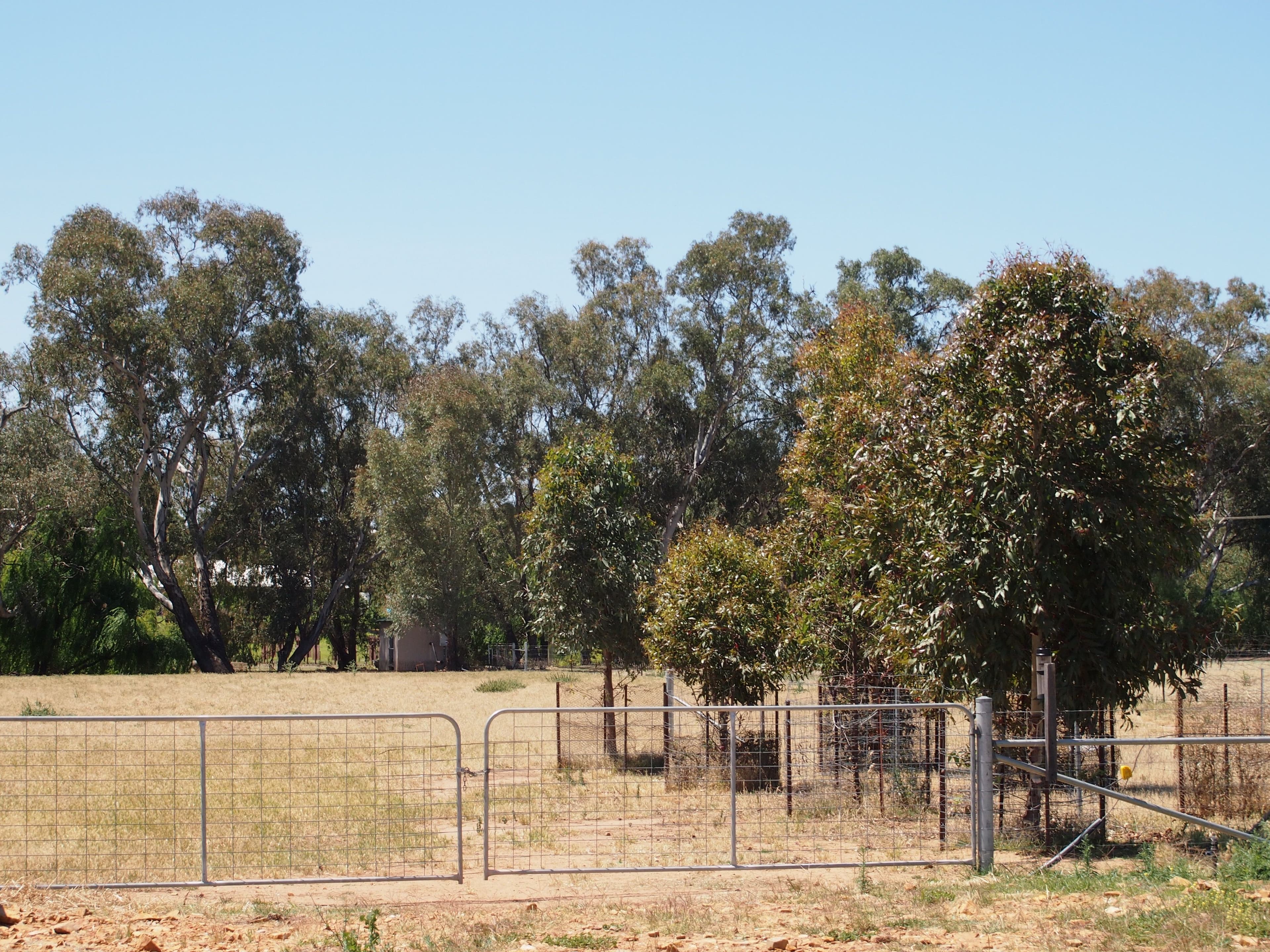 Lot 16 North Forbes Road, Condobolin NSW 2877, Condobolin - Thumbnail 6