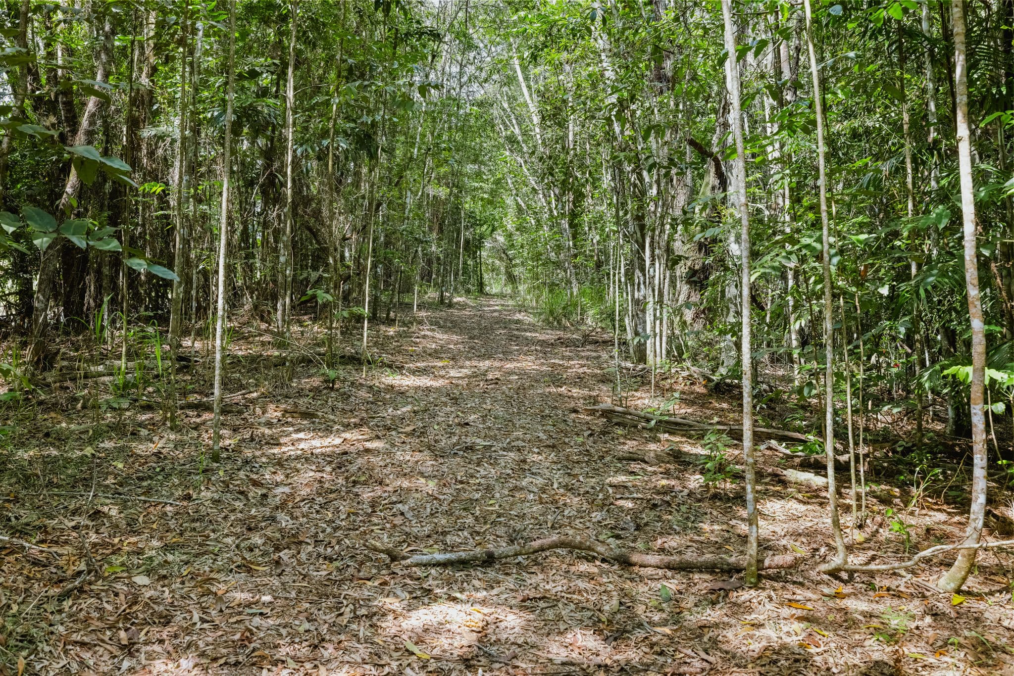 Lot 35 Kingfisher Drive, Kuranda QLD 4881, Kuranda - Thumbnail 5