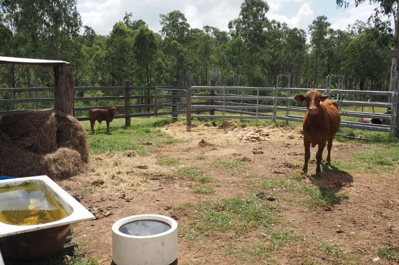 4275 Maryborough Biggenden Road, Aramara QLD 4620, Aramara - Thumbnail 5