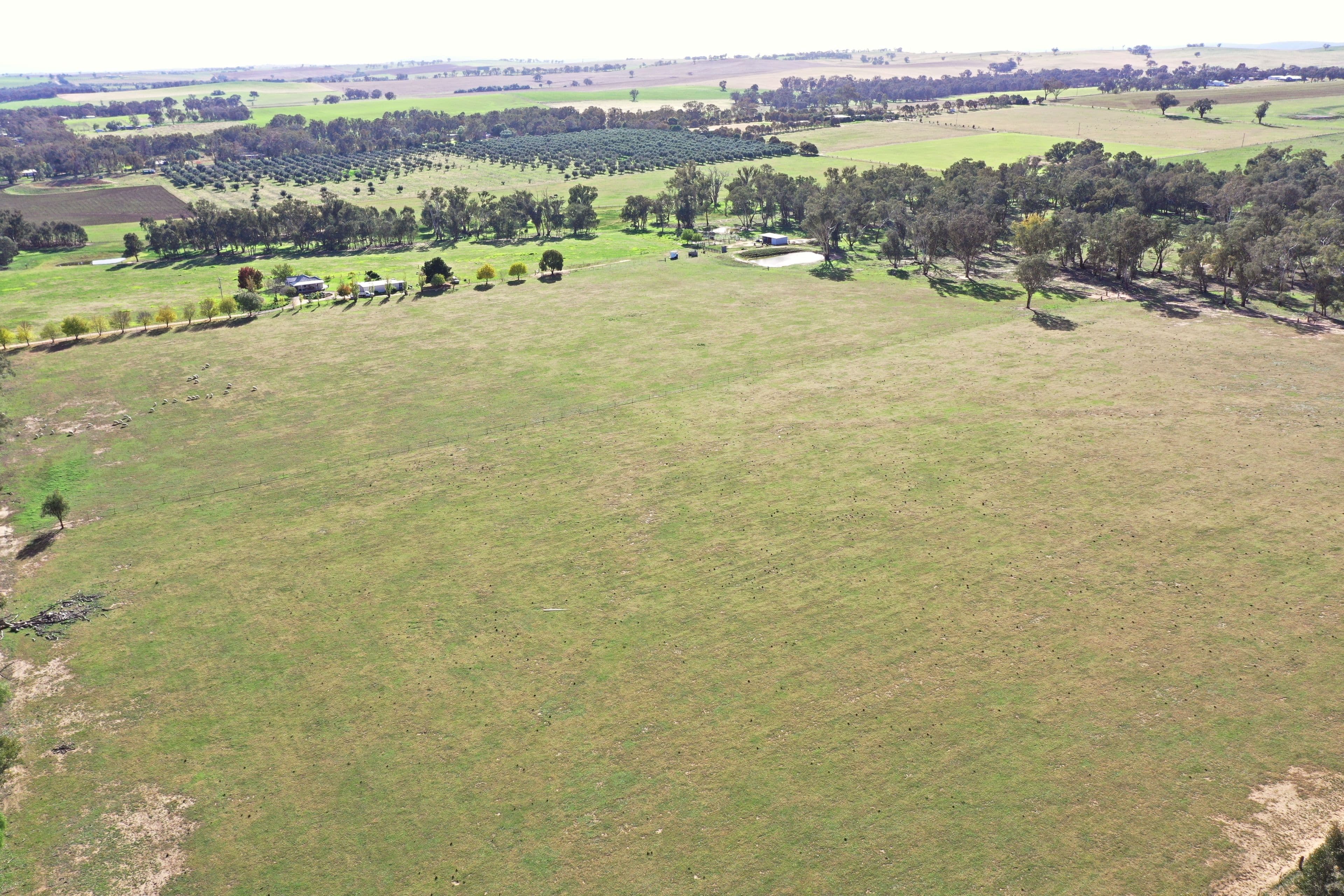 51 Sads Lane, Young NSW 2594, Young - Thumbnail 2