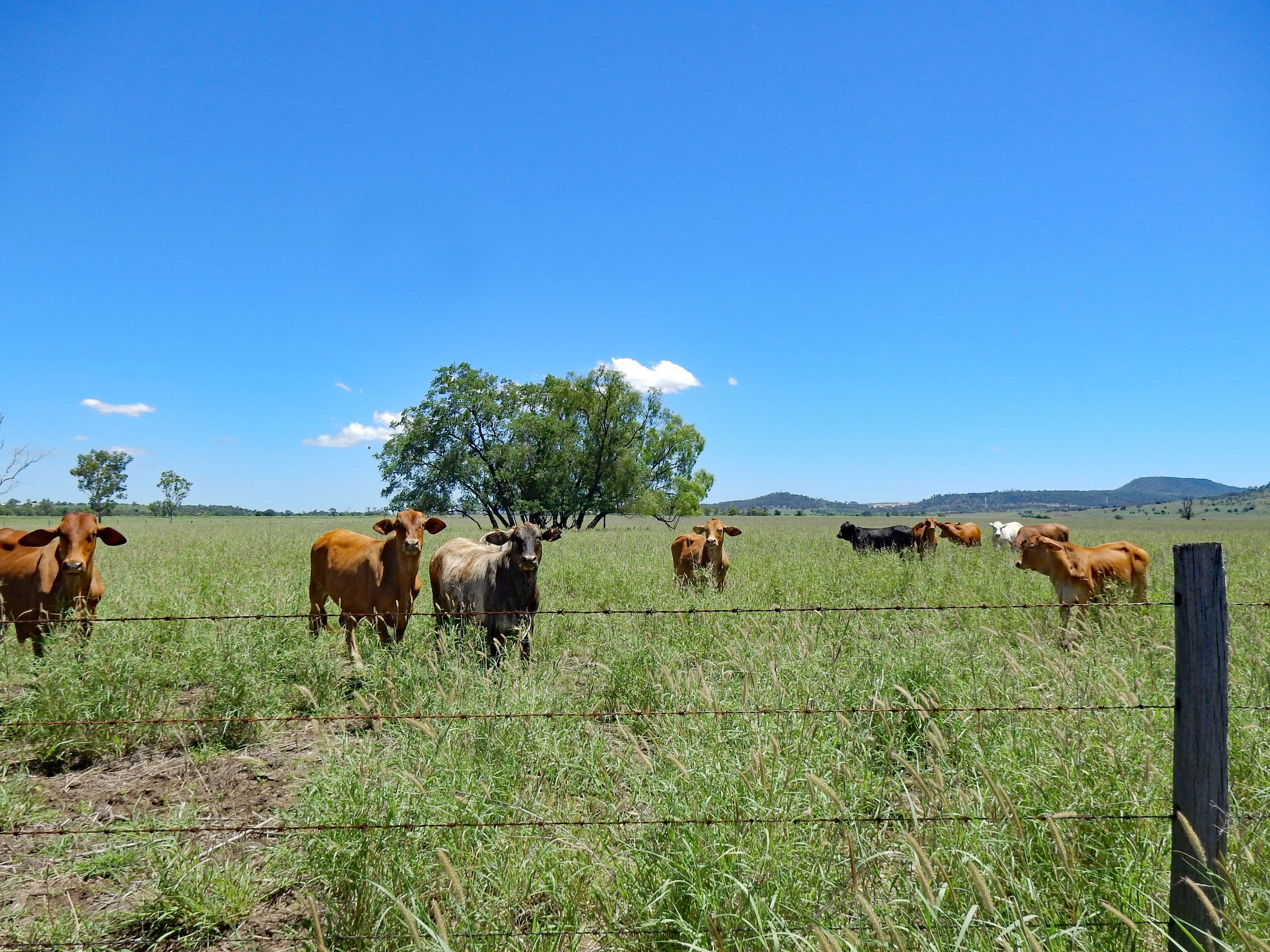 225 Biloela Callide Road, Mount Murchison QLD 4715, Mount Murchison - Thumbnail 3