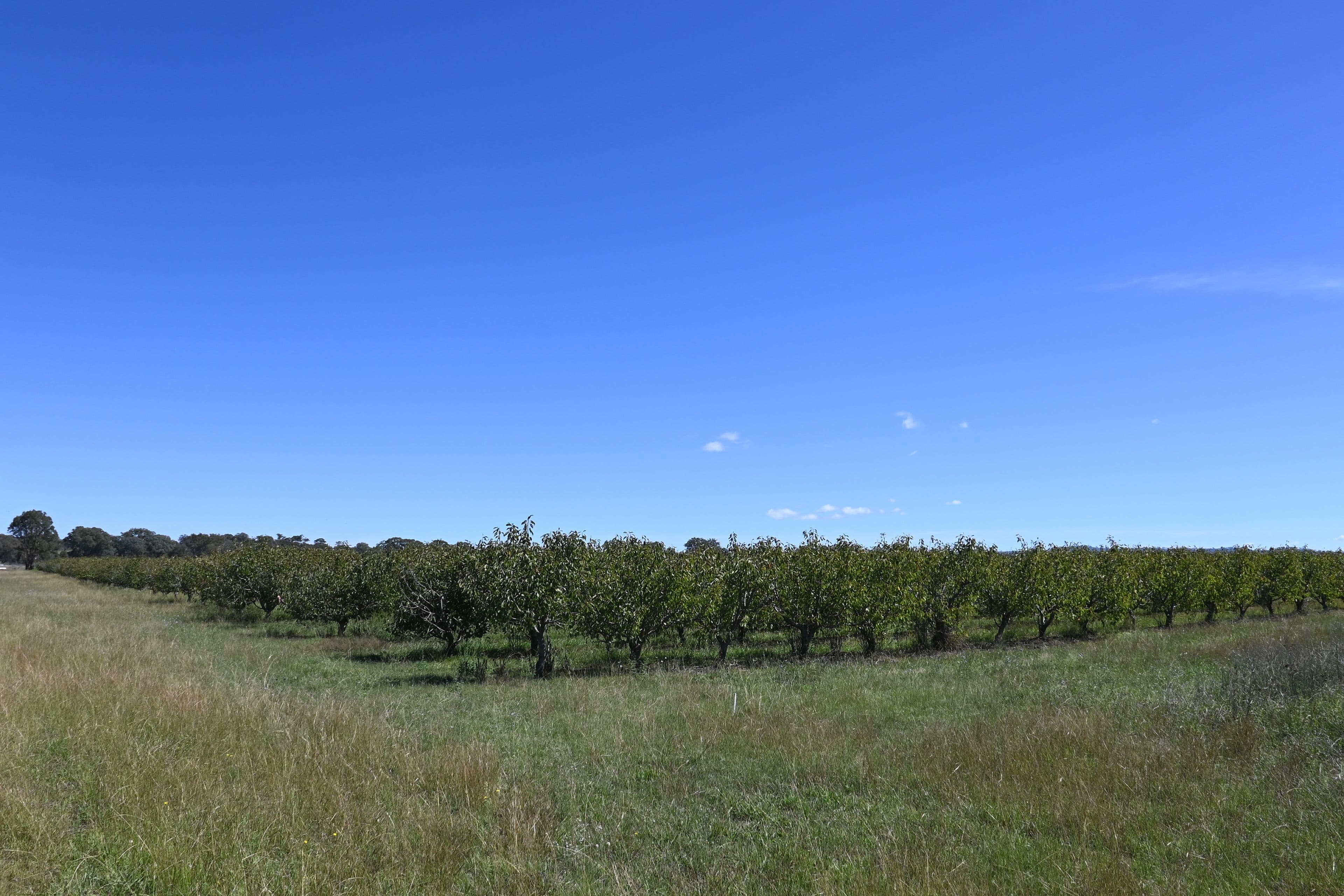 55 George Campbell Drive, Bombira NSW 2850, Bombira - Thumbnail 2