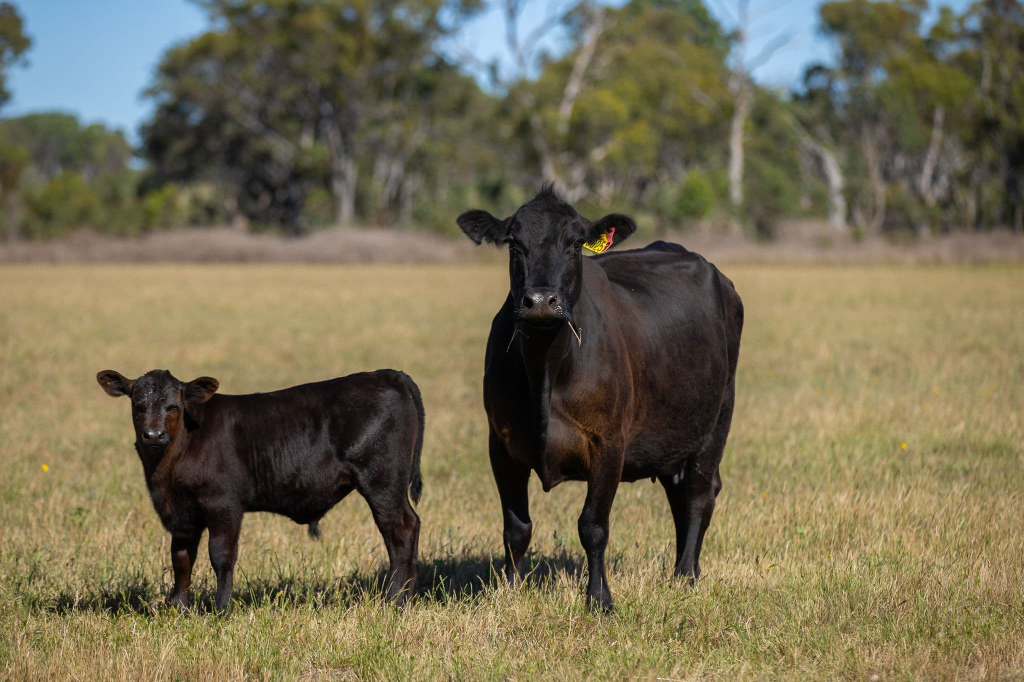 107 Bundarra Road, Inverell NSW 2360, Inverell - Thumbnail 6