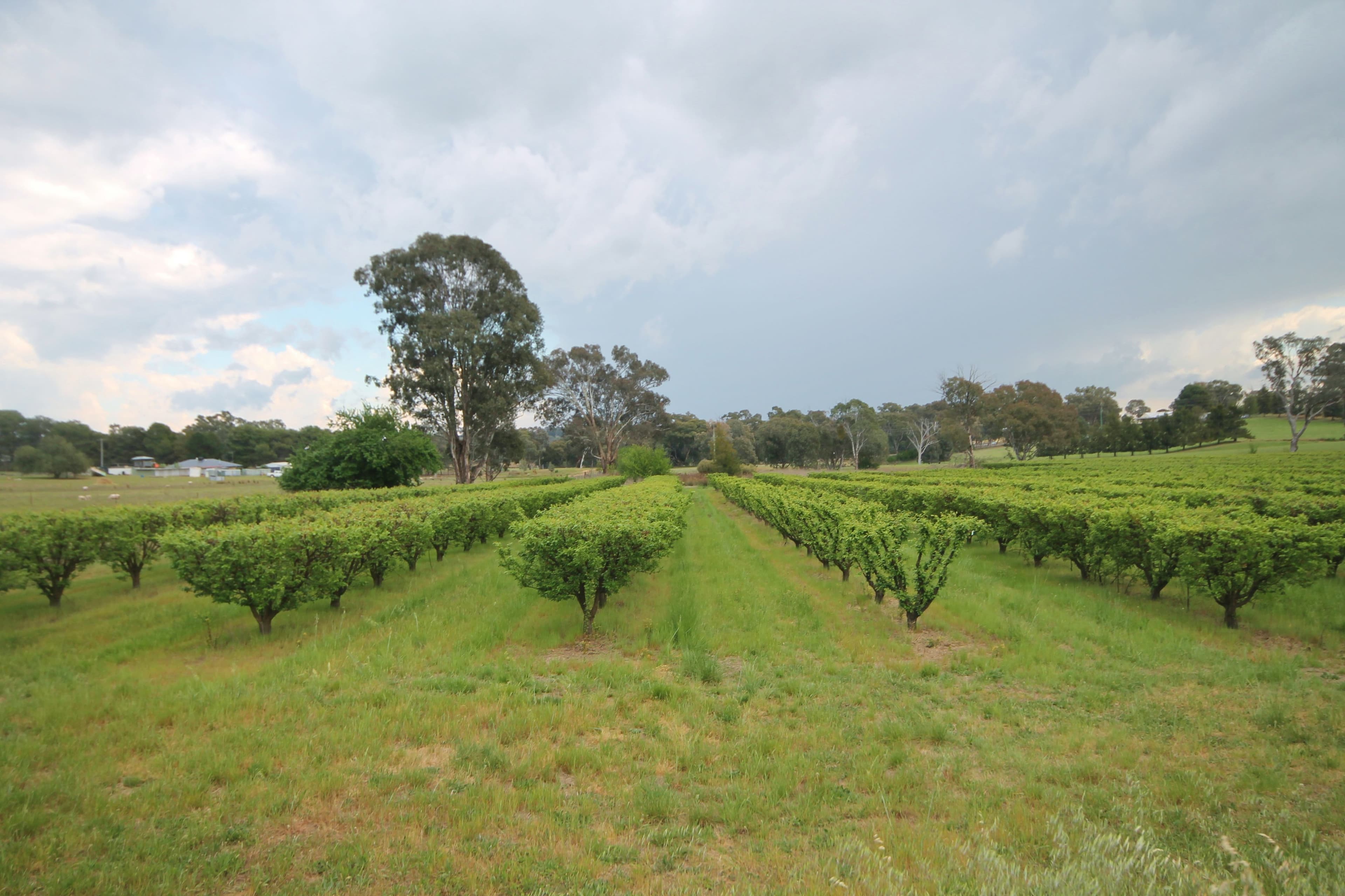 189 Jasprizza Lane, Young NSW 2594, Young - Thumbnail 2