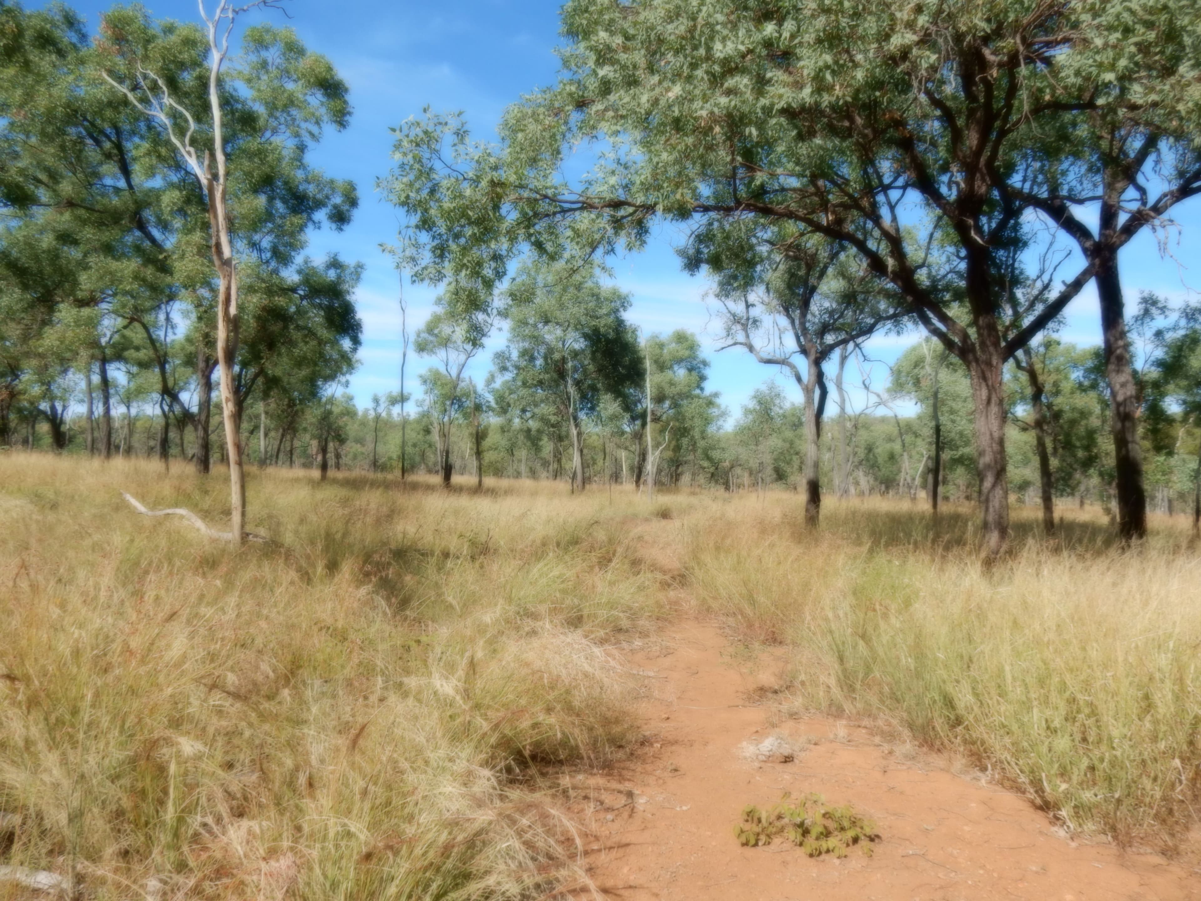 Thangool QLD 4716, Thangool - Thumbnail 4
