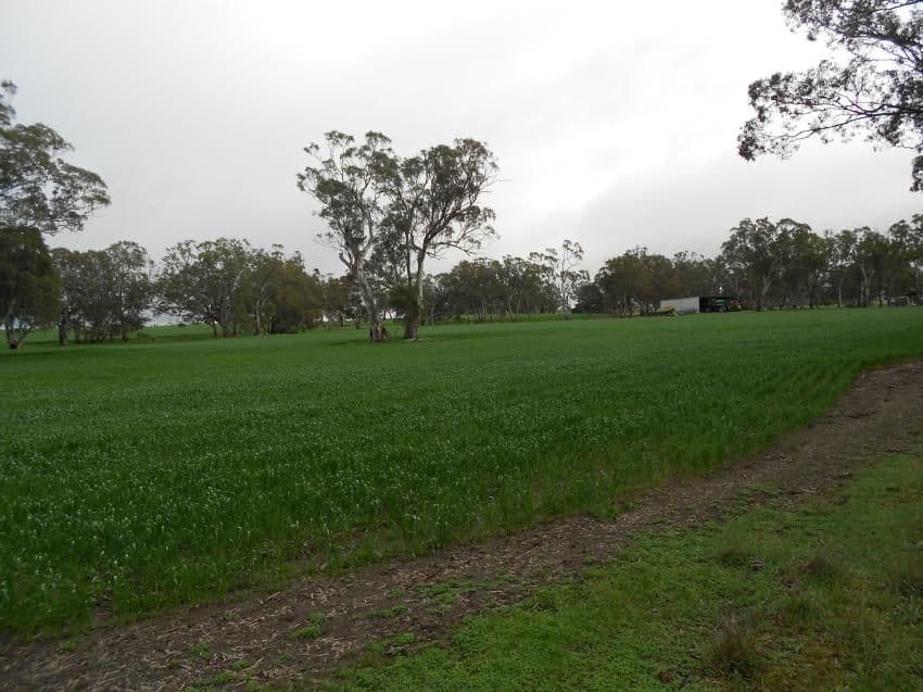 433 Golf Course Road, Bordertown SA 5268, Bordertown - Thumbnail 7