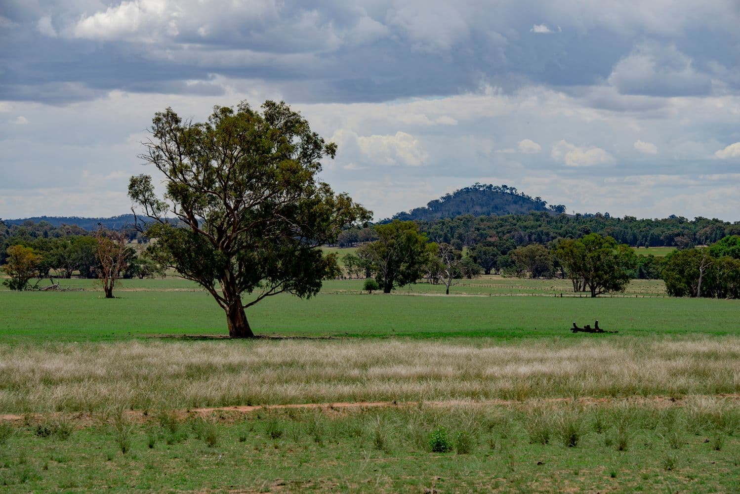 ' CARLTON', Coonabarabran NSW 2357, Coonabarabran - Image 1