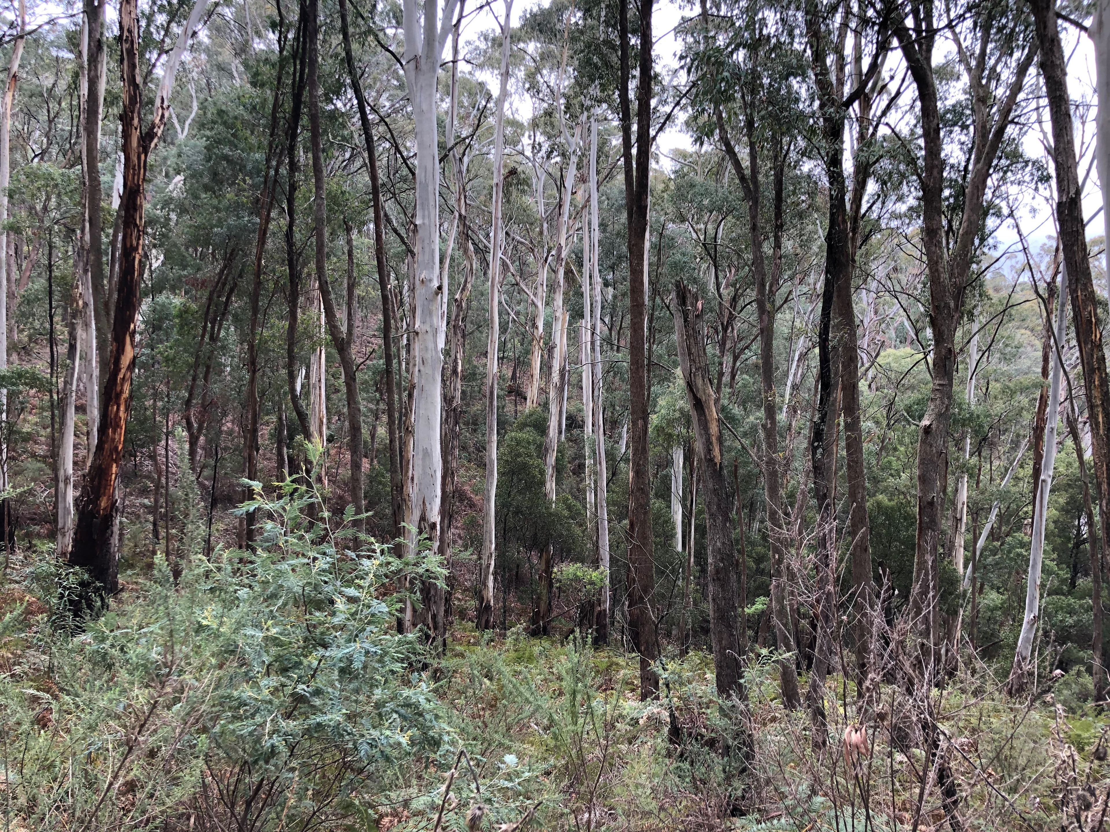 Lot 573 DP1128149 Batlow Road, Willigobung NSW 2653, Willigobung - Thumbnail 4