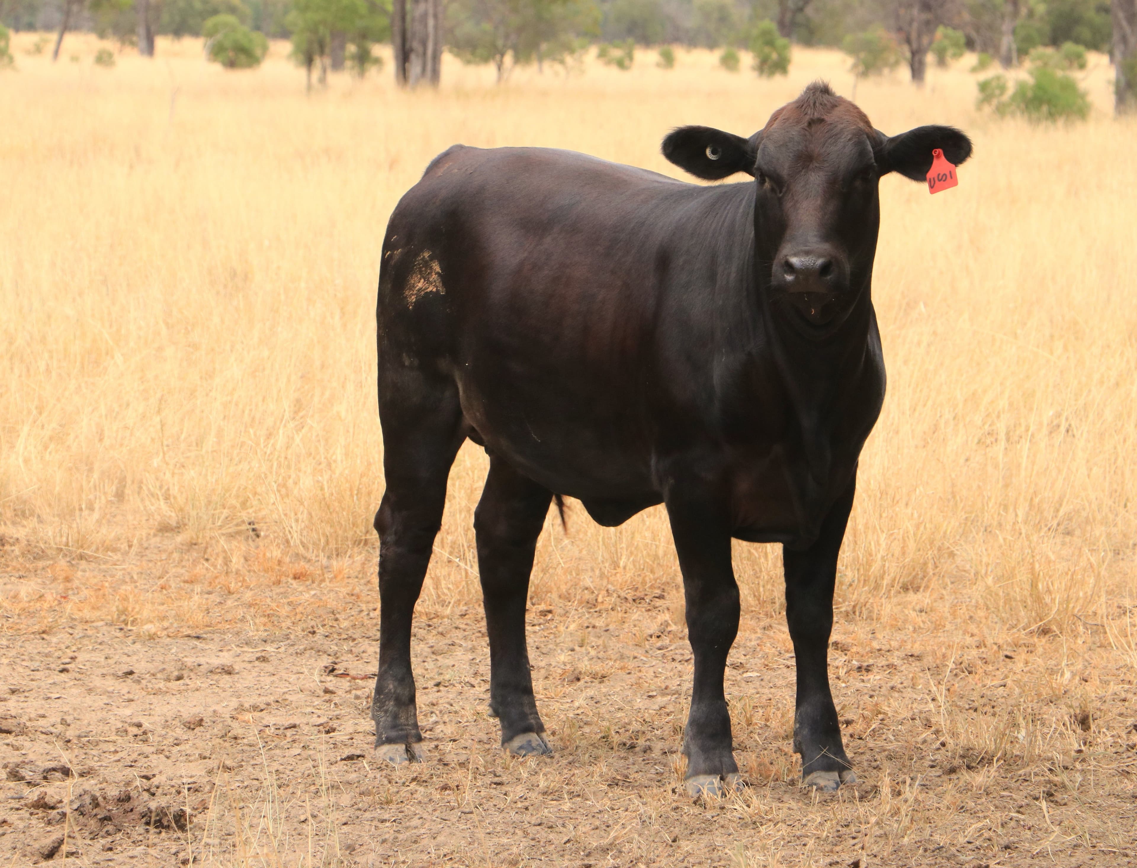 445 Six Mile Road, Roma QLD 4455, Roma - Image 1