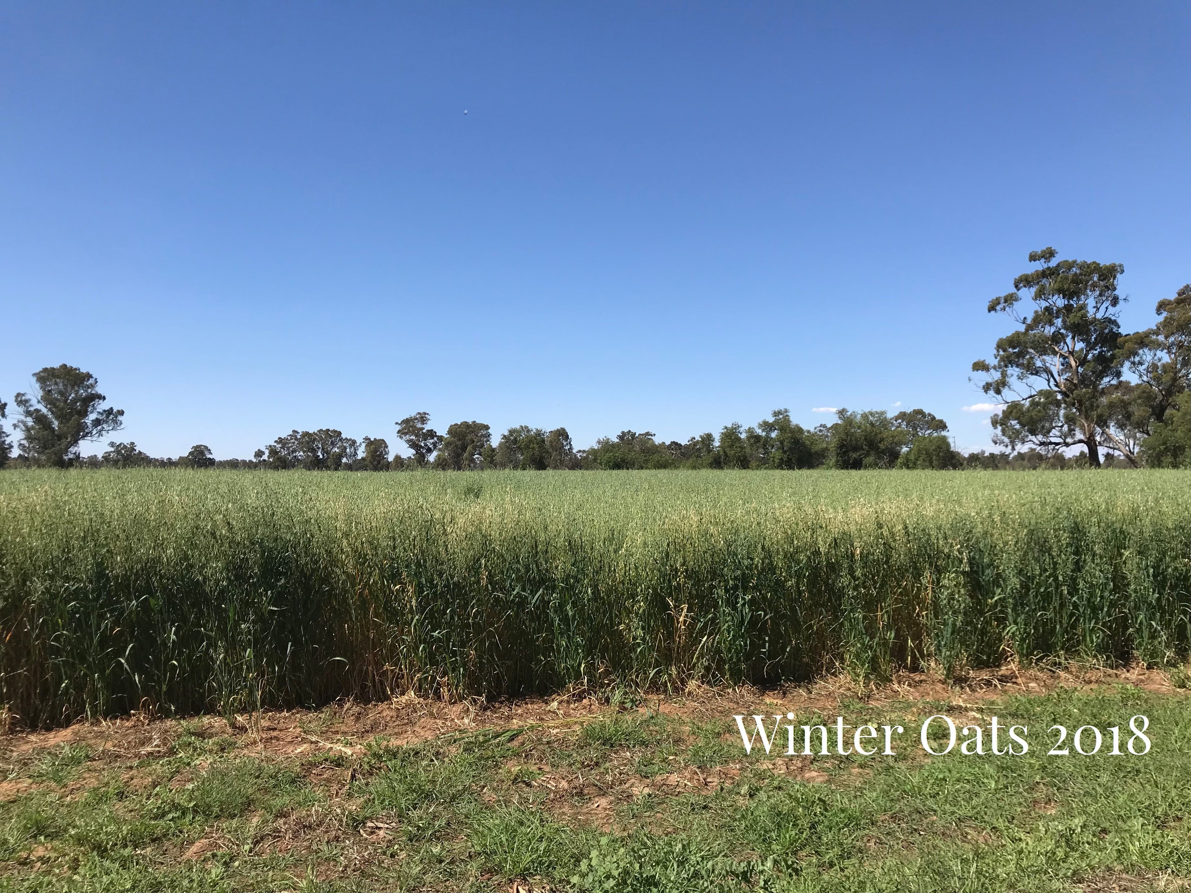 5678 Lachlan Valley Way, Fairholme NSW 2871, Fairholme - Thumbnail 7