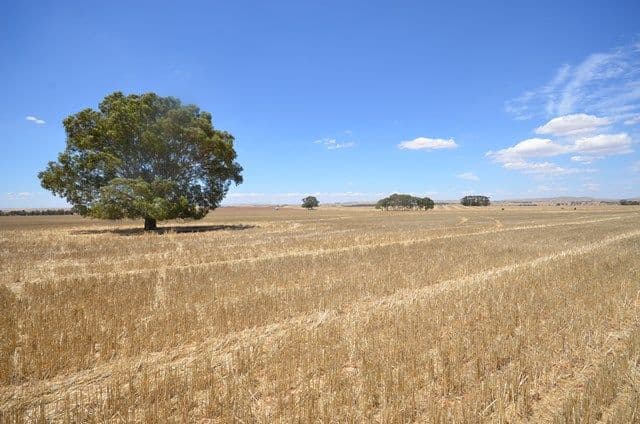 "Bills" Farrell Flat Road, Farrell Flat SA 5416, Farrell Flat - Thumbnail 4