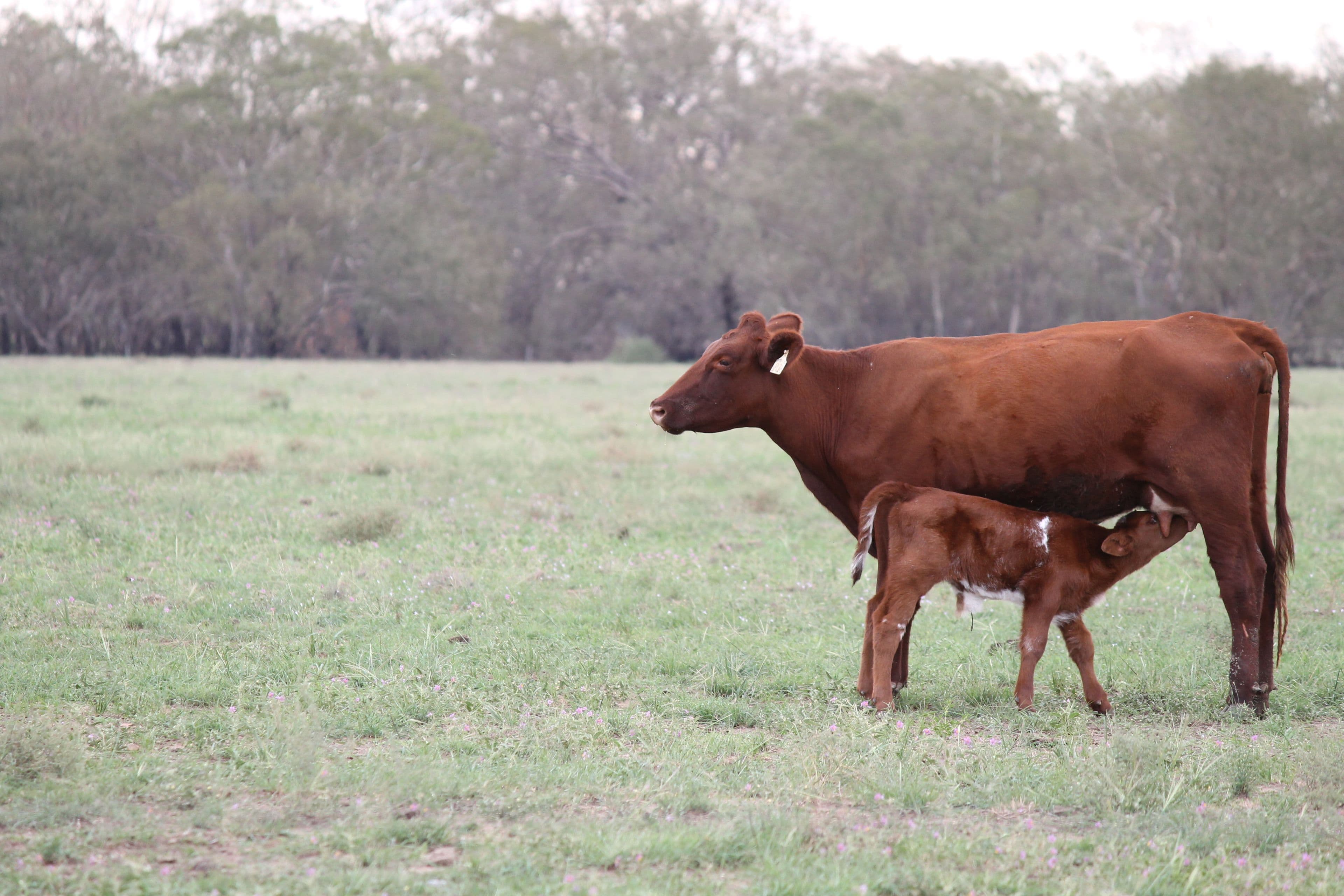 Nerokewa 79 Reakes Road, Condobolin NSW 2877, Condobolin - Thumbnail 3